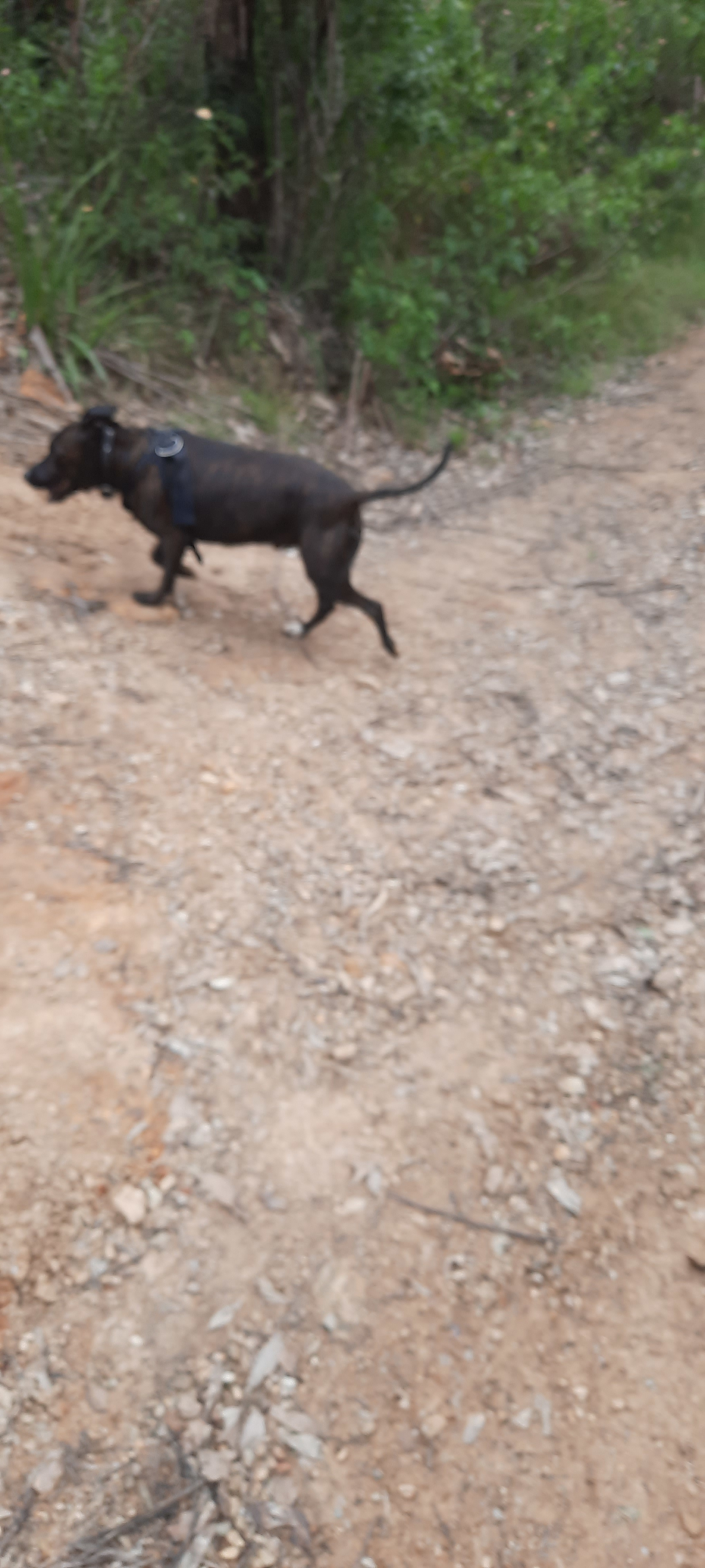 Jimna Base Camp, Jimna