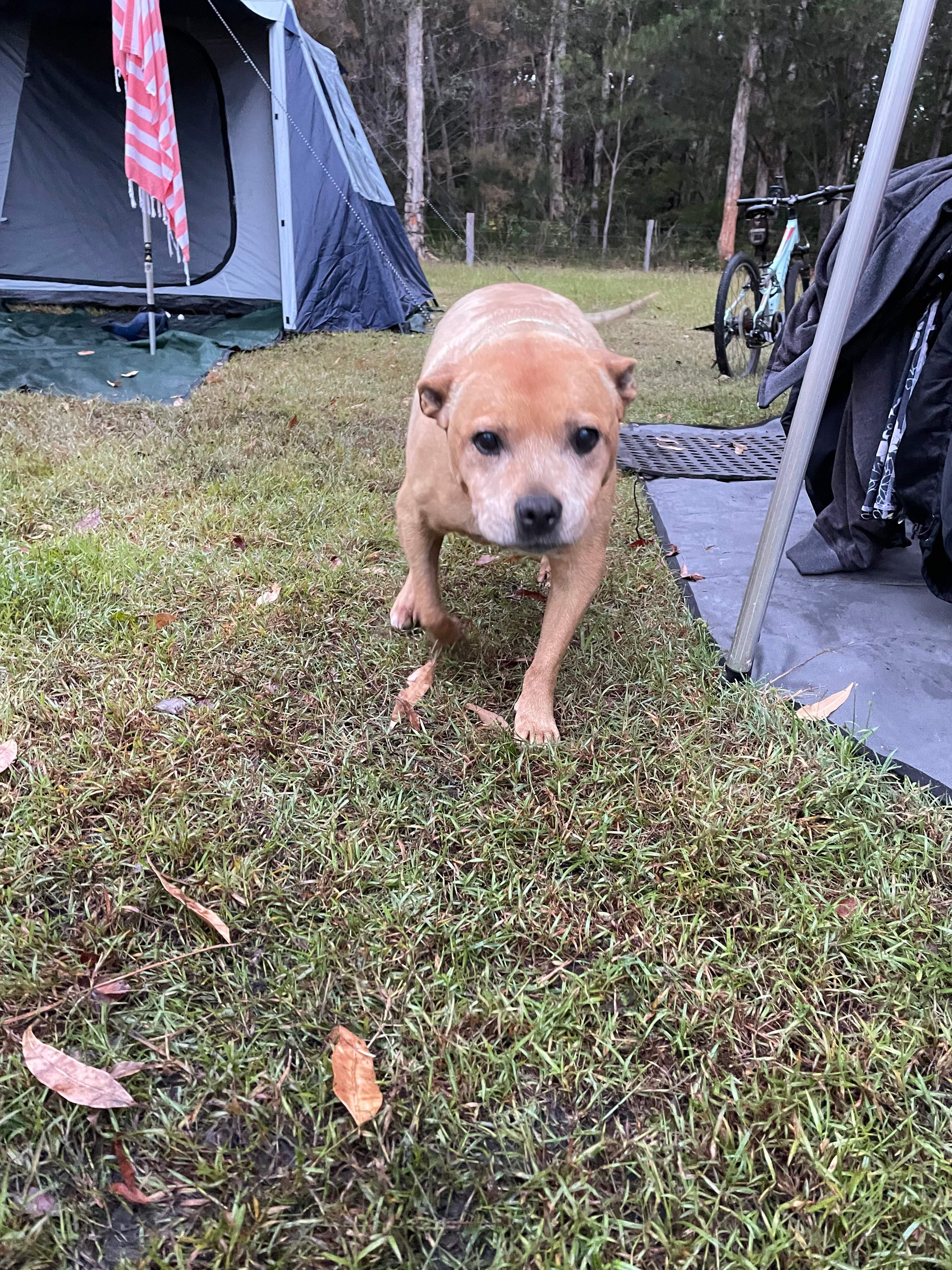 Dogs were made very welcome/ basically ignored - off leash (ours weren’t herding dogs though)