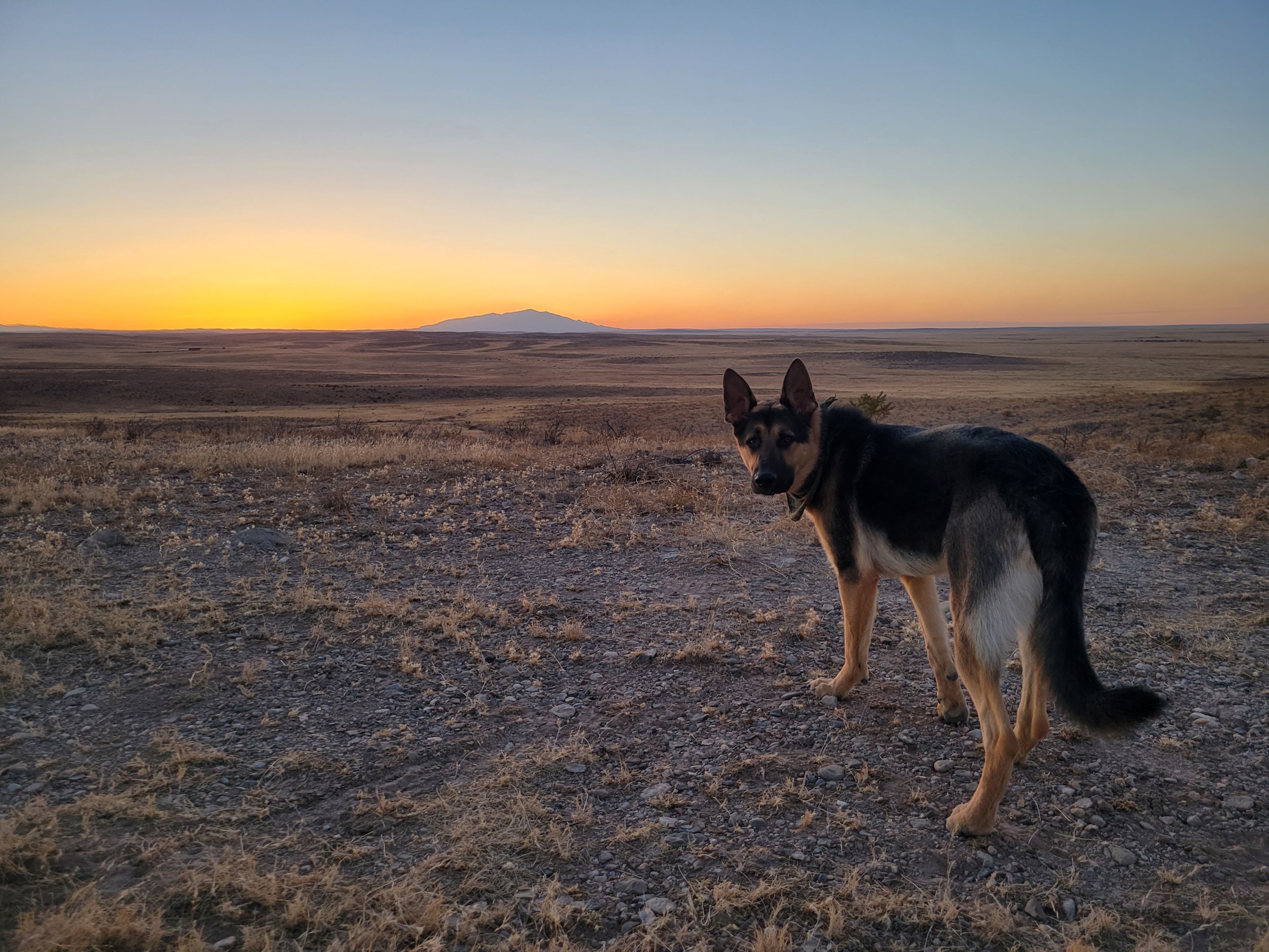 Dusty Rabbit Van Life