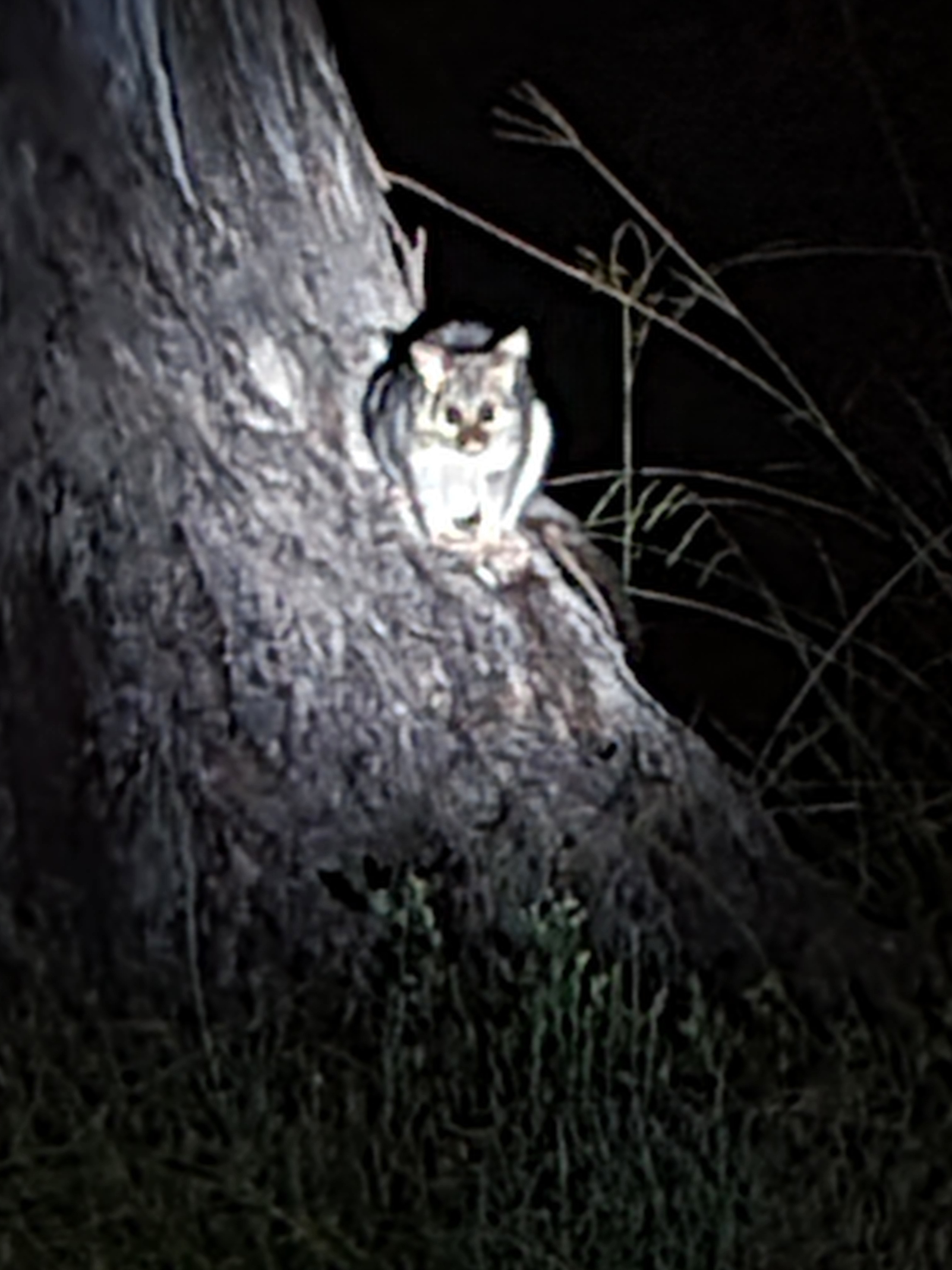 Suda Park (Walkers Paddock)