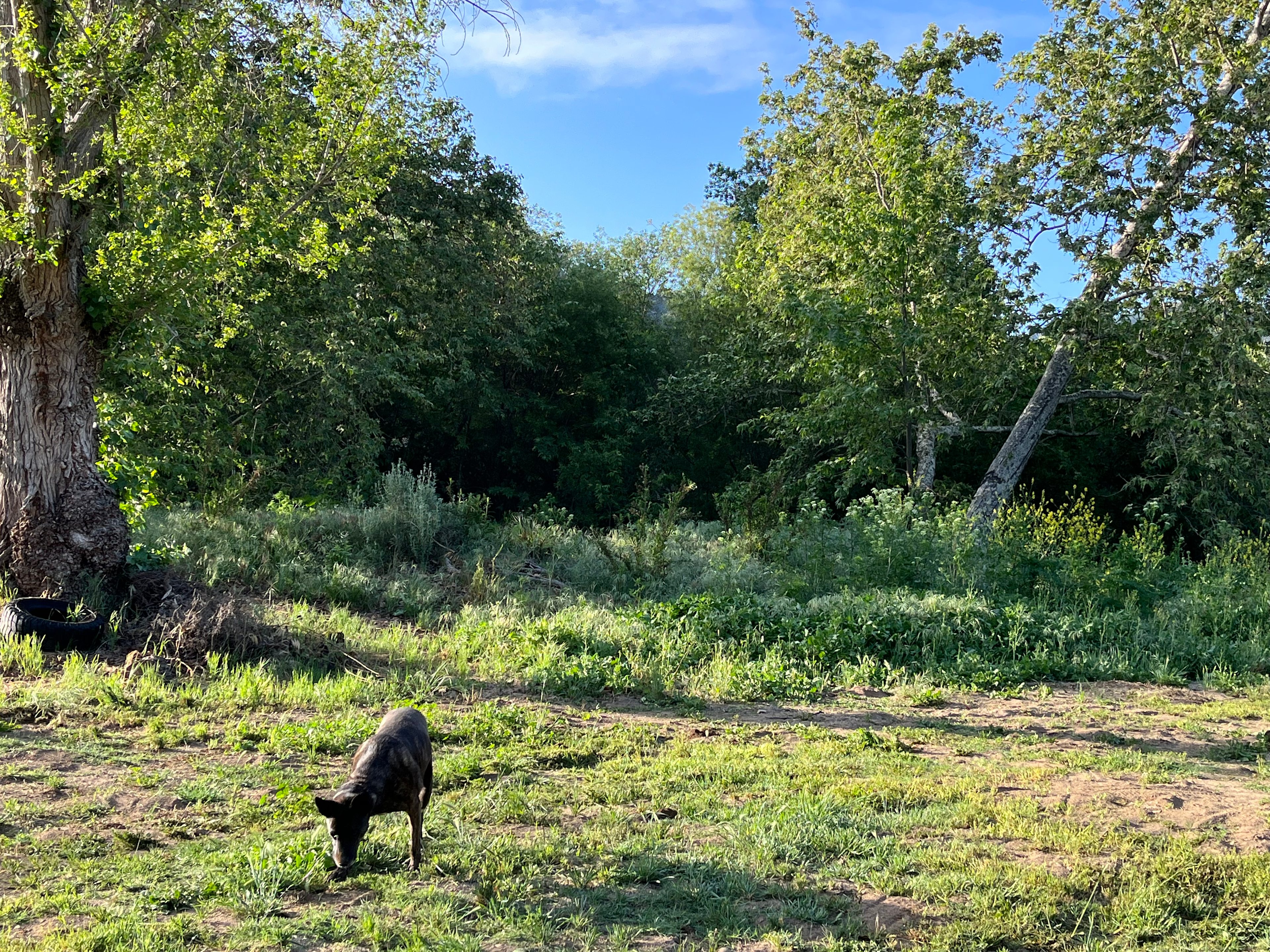 “Roma” always on the lookout for gophers!