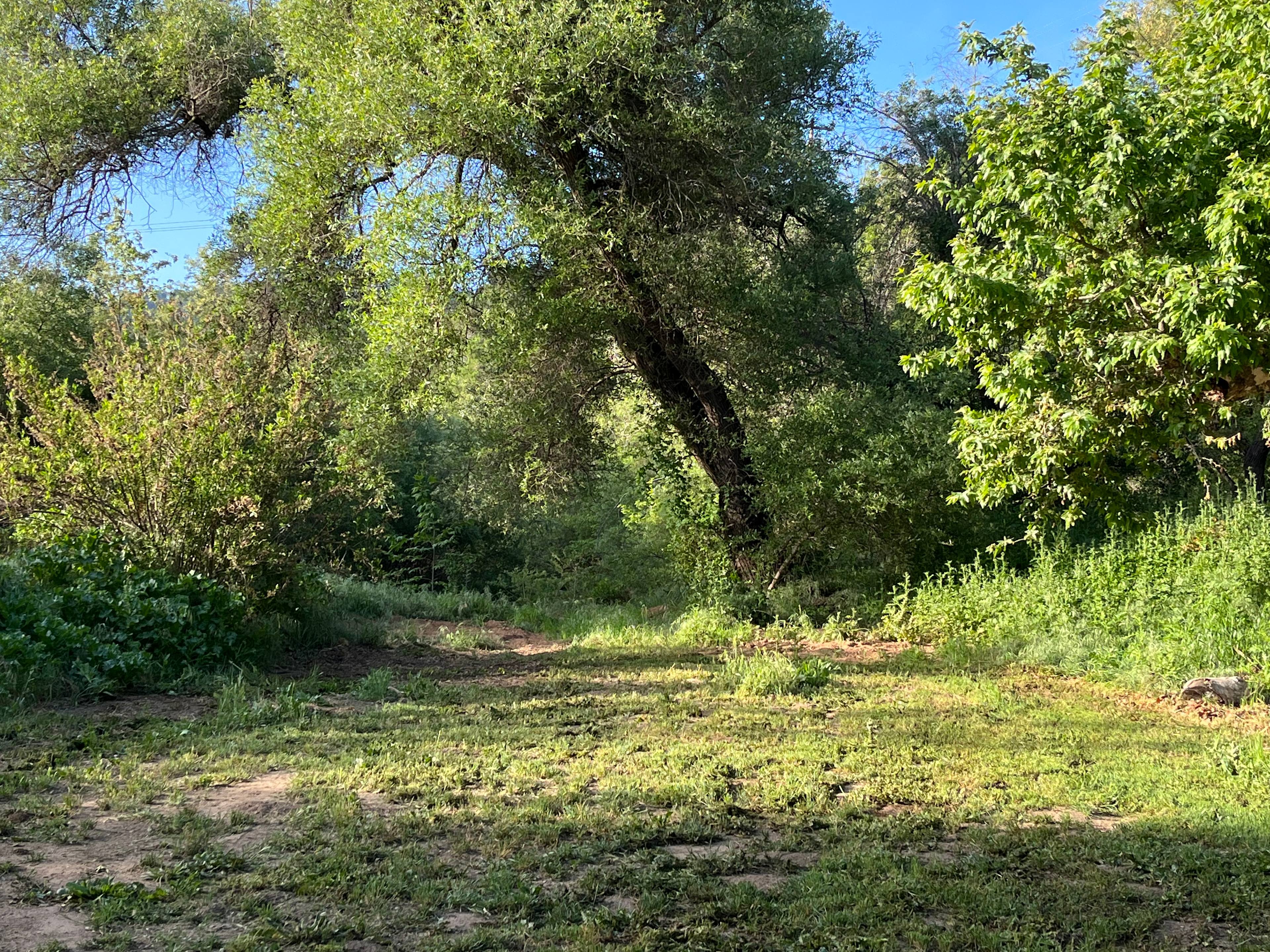 Arnaz site, has been mowed 