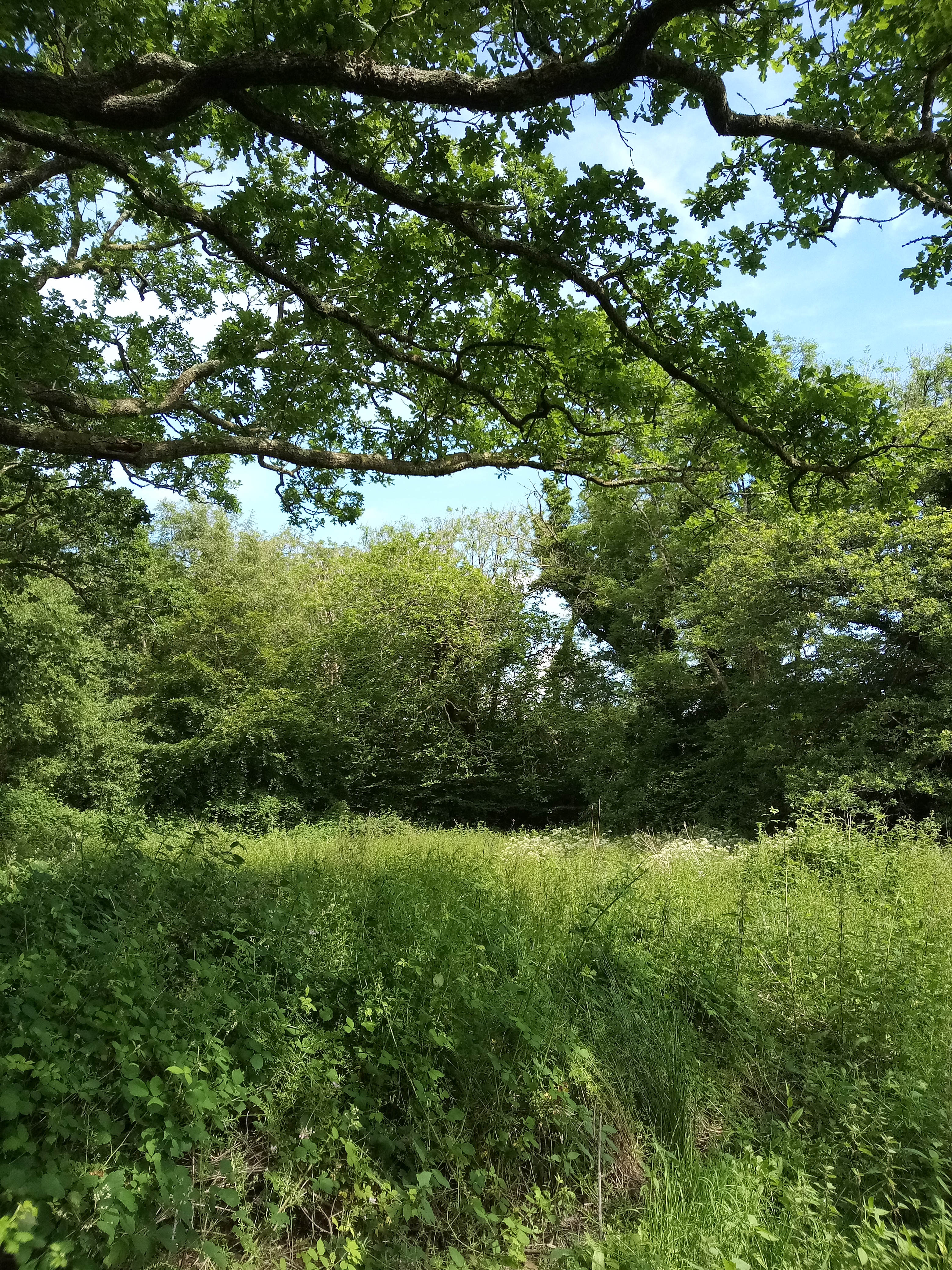 Beautiful old oaks providing shade!