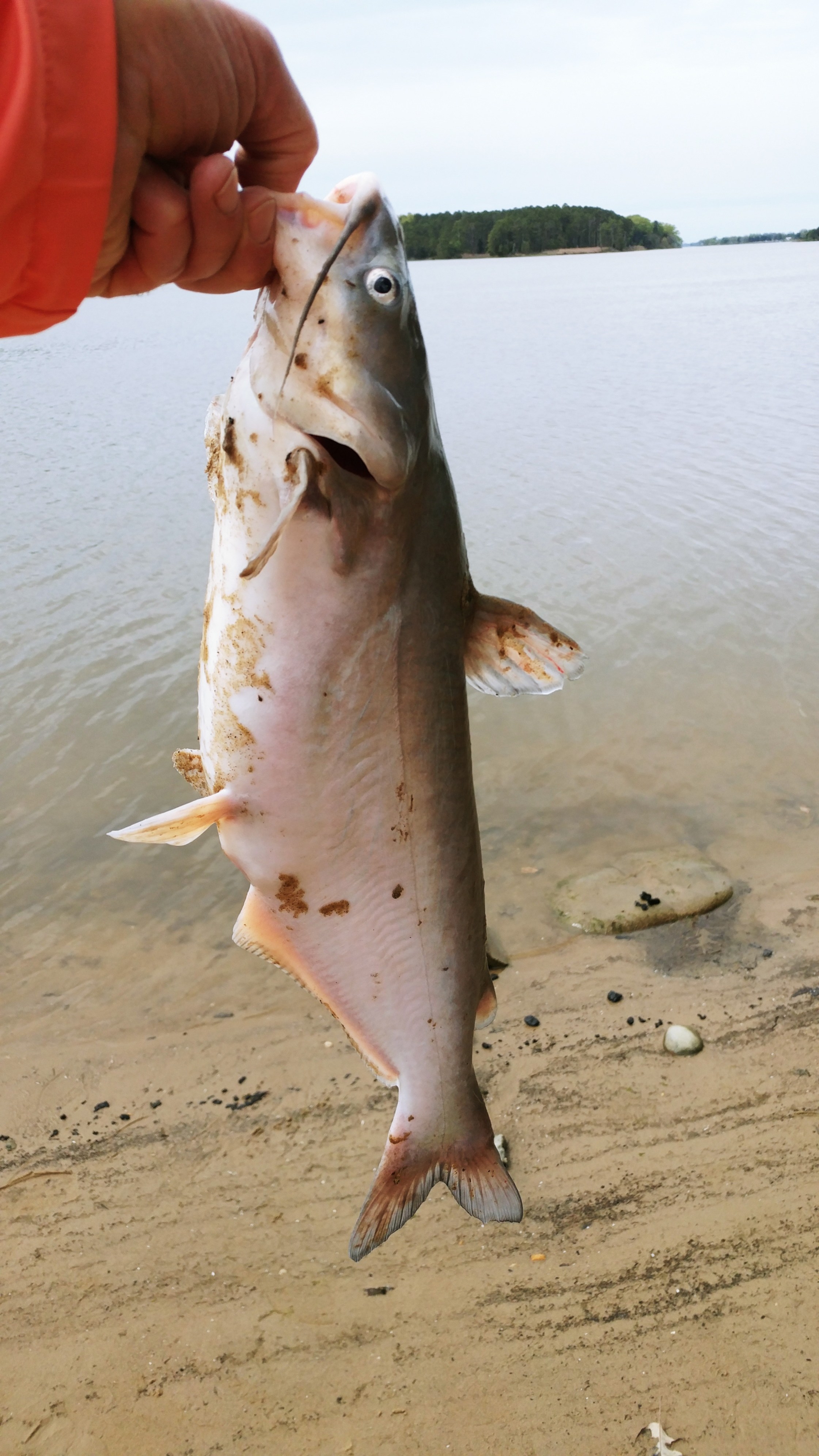 TINYHOME n WOODS & PRIVATE ISLAND