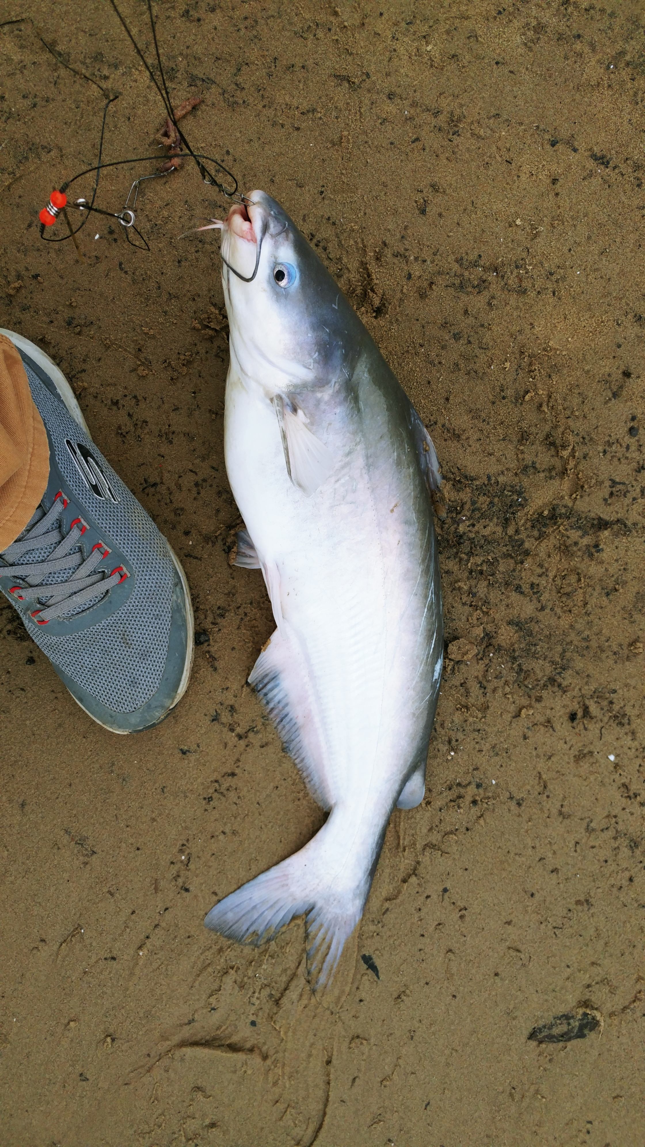 TINYHOME n WOODS & PRIVATE ISLAND