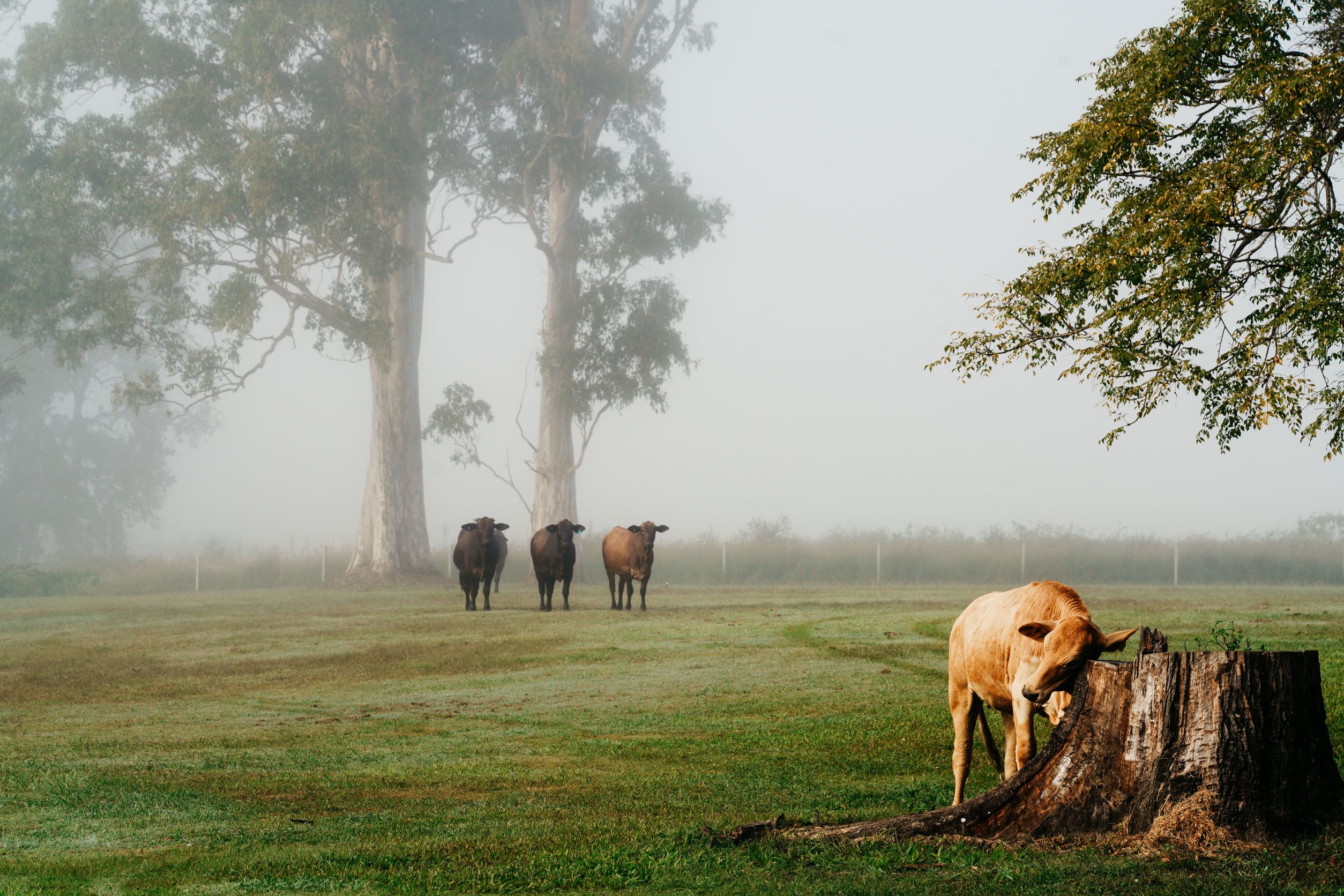 foggy morning with the cows