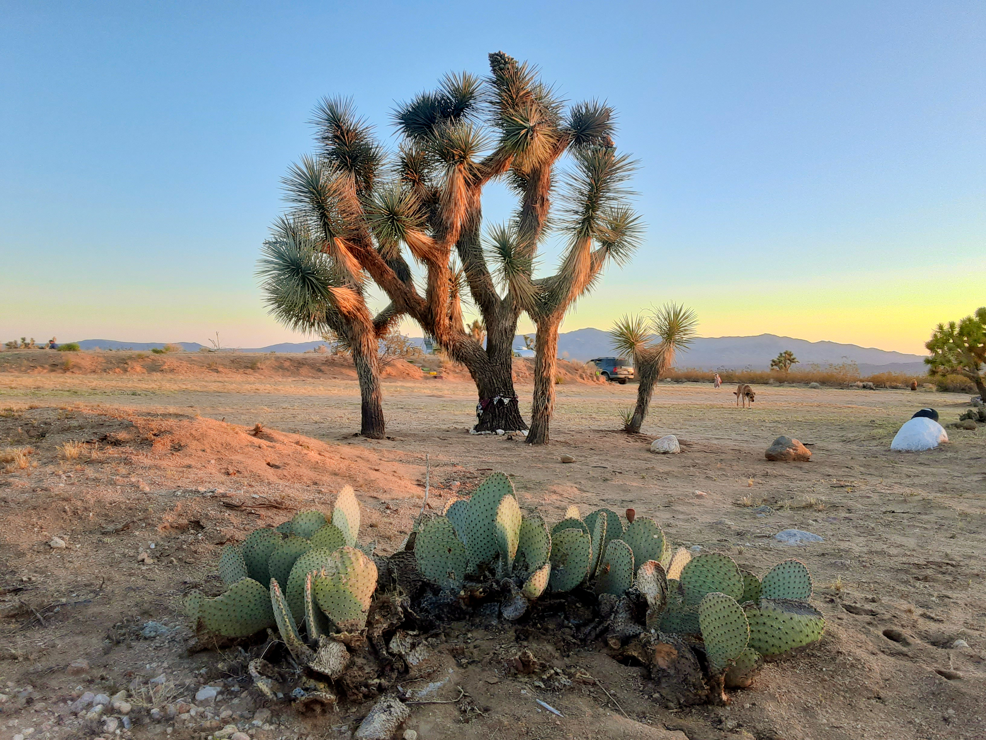 Magic in the Mohave