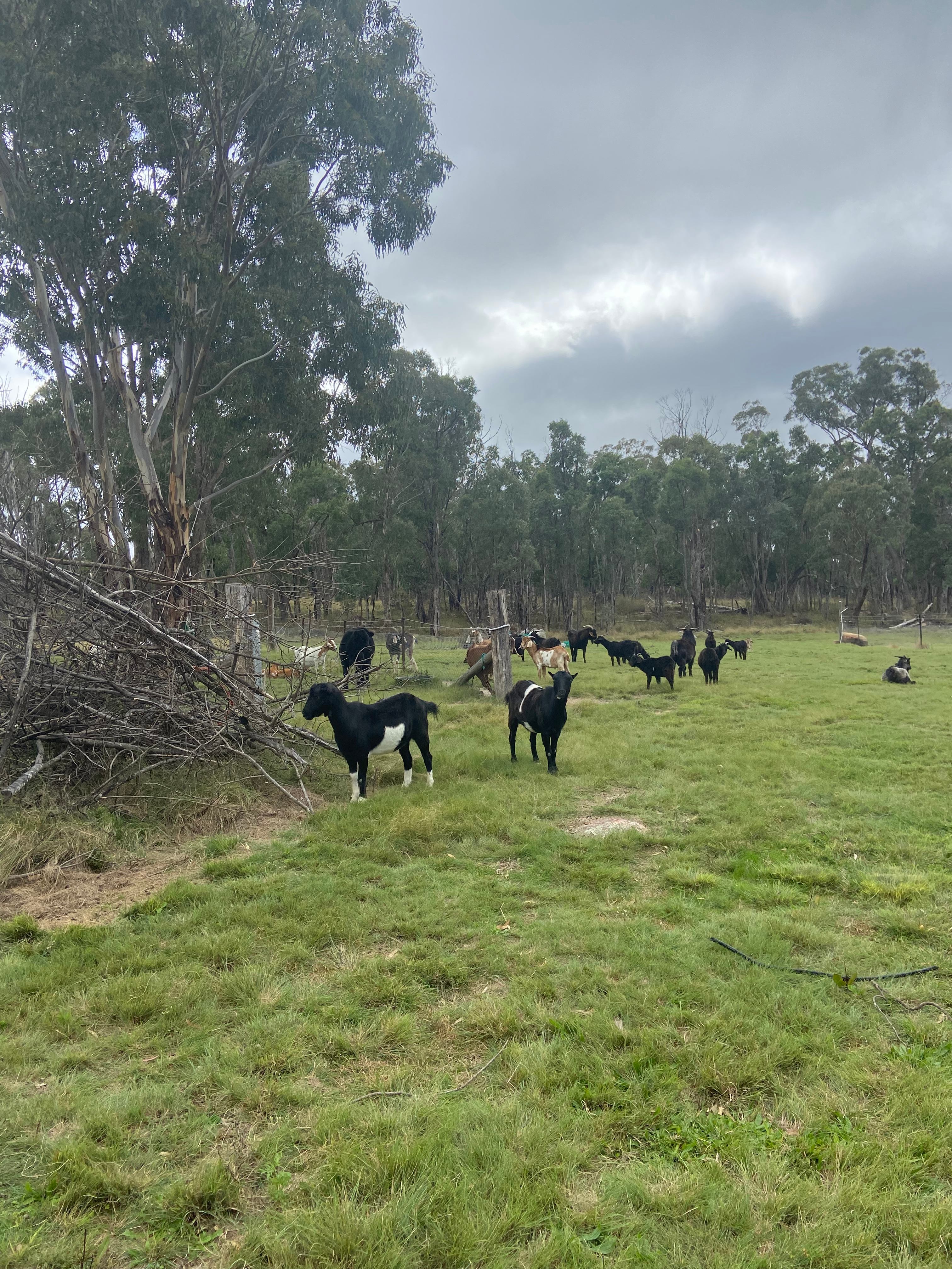 Guffy Acres Off-Grid Farm