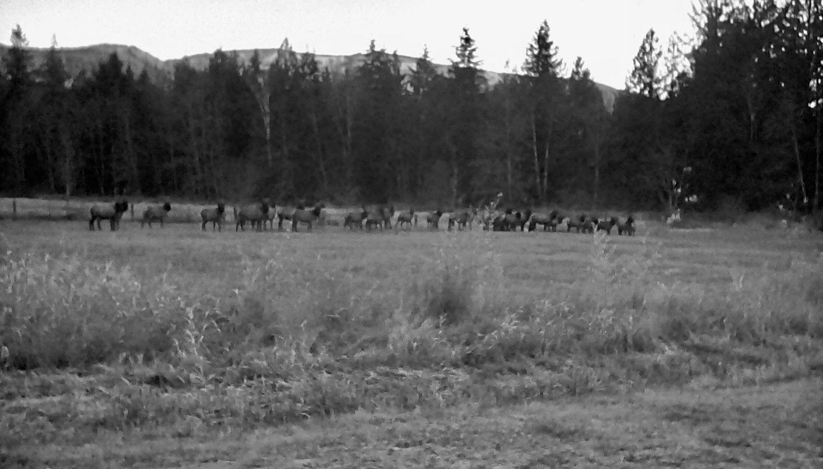 A&K Alder Farm