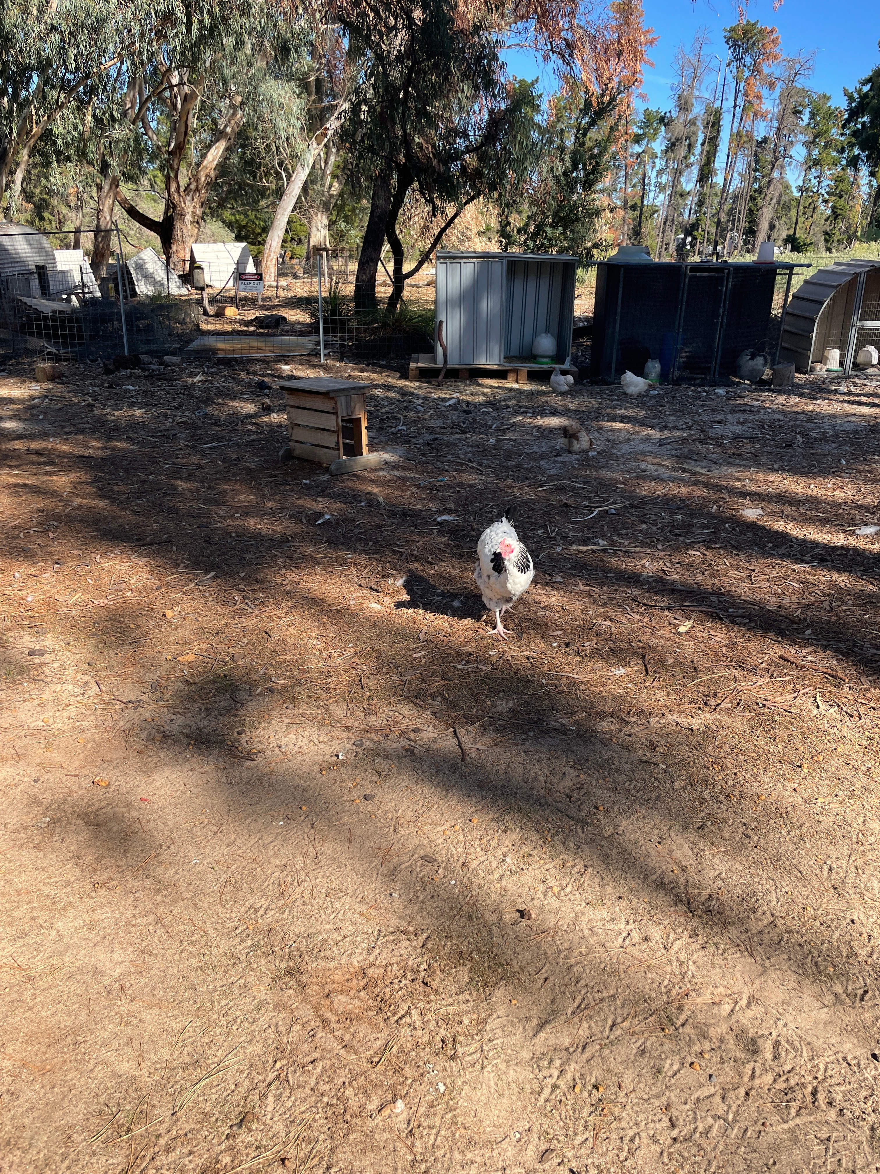 Little Eeden Farm Pine Camp