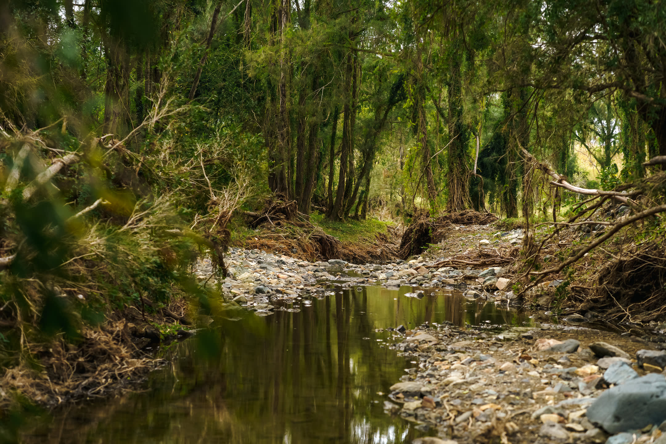 Another beautiful, tranquil slice of riverbank heaven only 100 metres from my campsite. 
