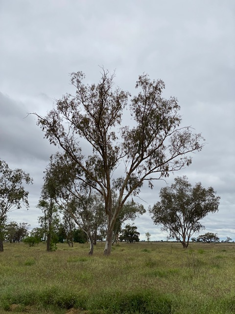 Woodside Farm, Coonamble