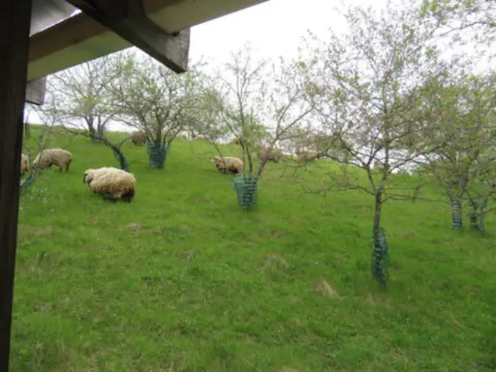Echo Valley Farm