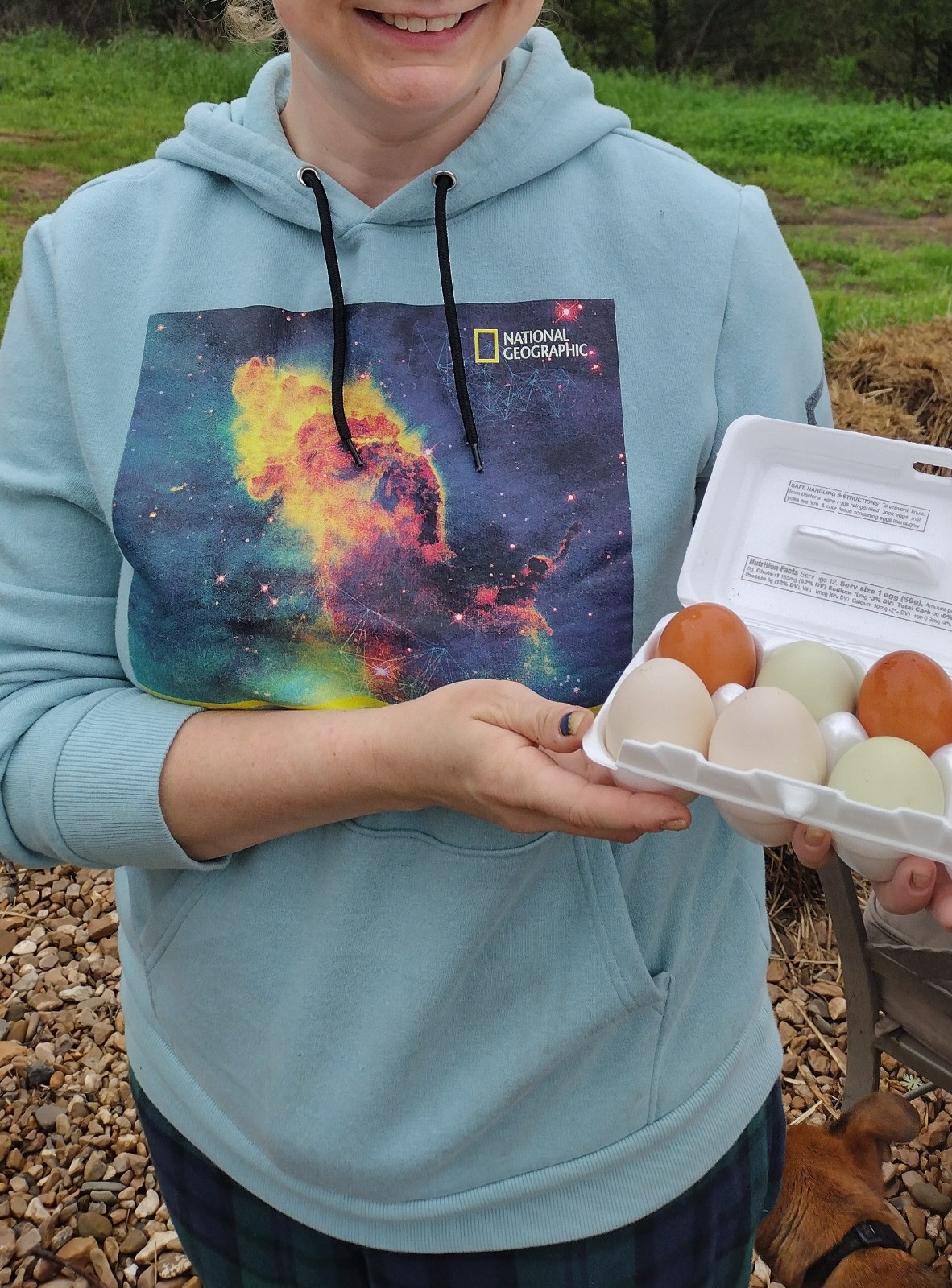 Guests can collect their own eggs from our free-ranging chickens (when available) . . .