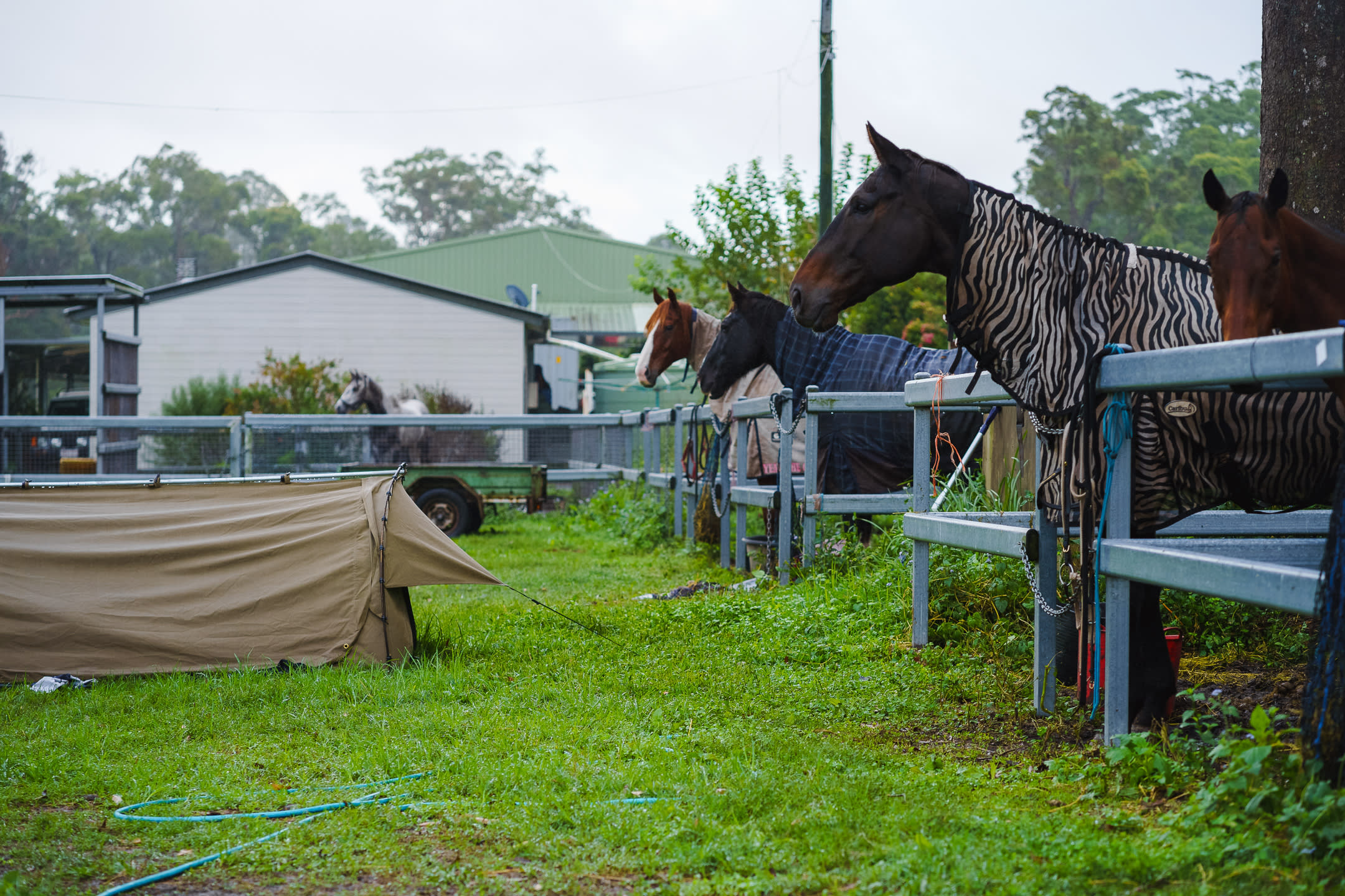 Campers doze while their horses watch over them.
Instagram: @jarodimaged