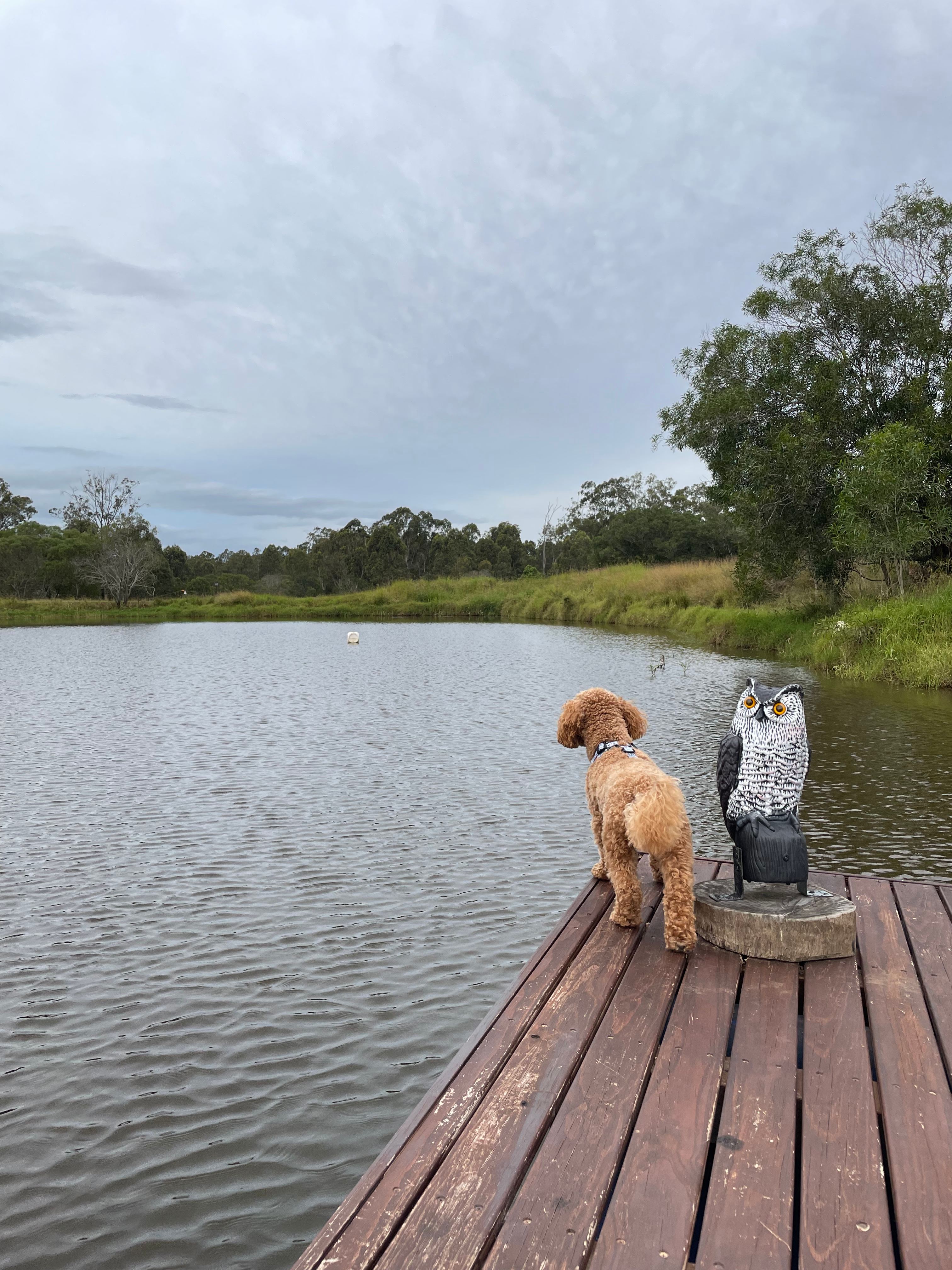 Little doggo enjoying the view
