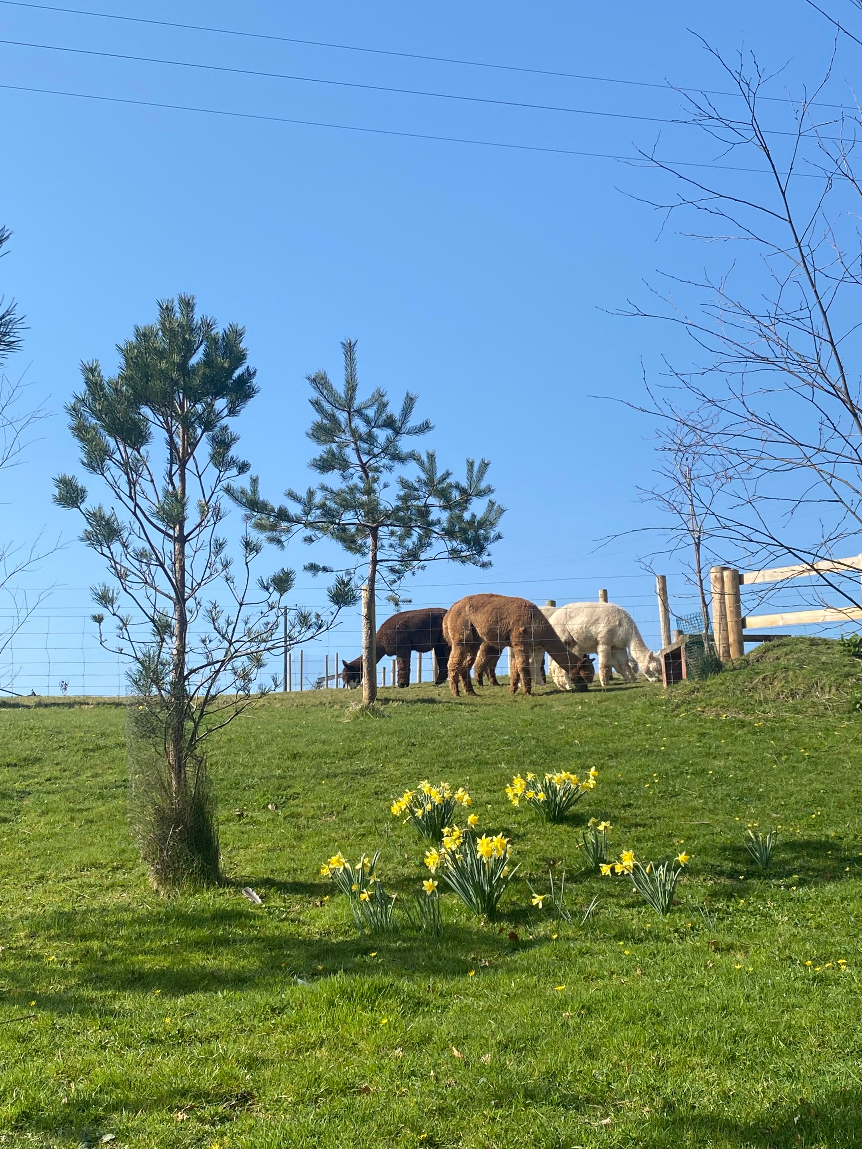 Gatcombe Park Farm Glamping