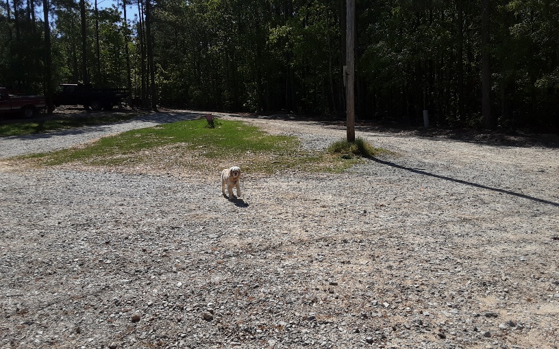 This pic is view of Road going out and the Turn around are at Campsites, along with Permanent resident Miss Lilly walking around with me.  

