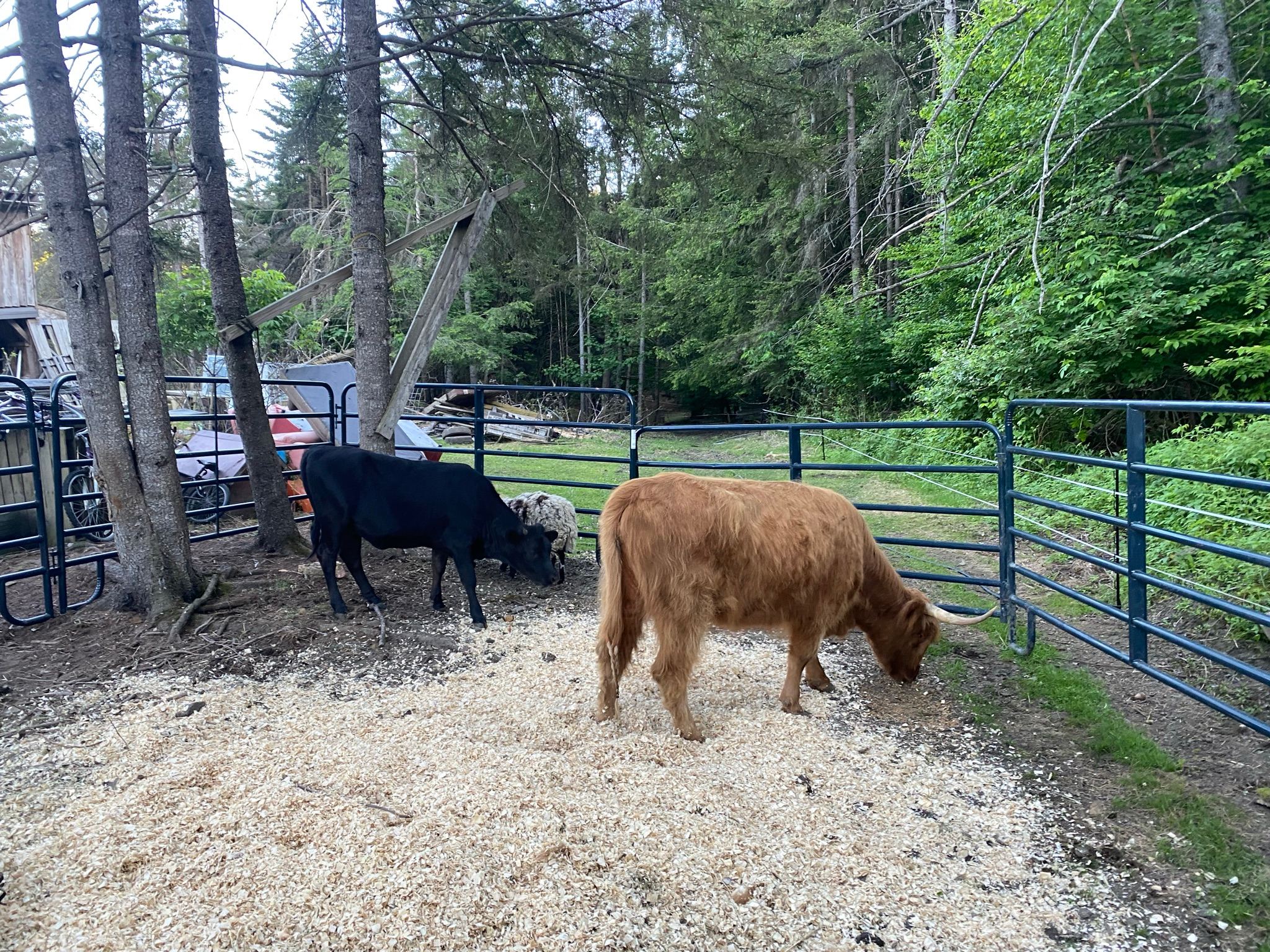Purple Cow Campin Heinzhillfarm
