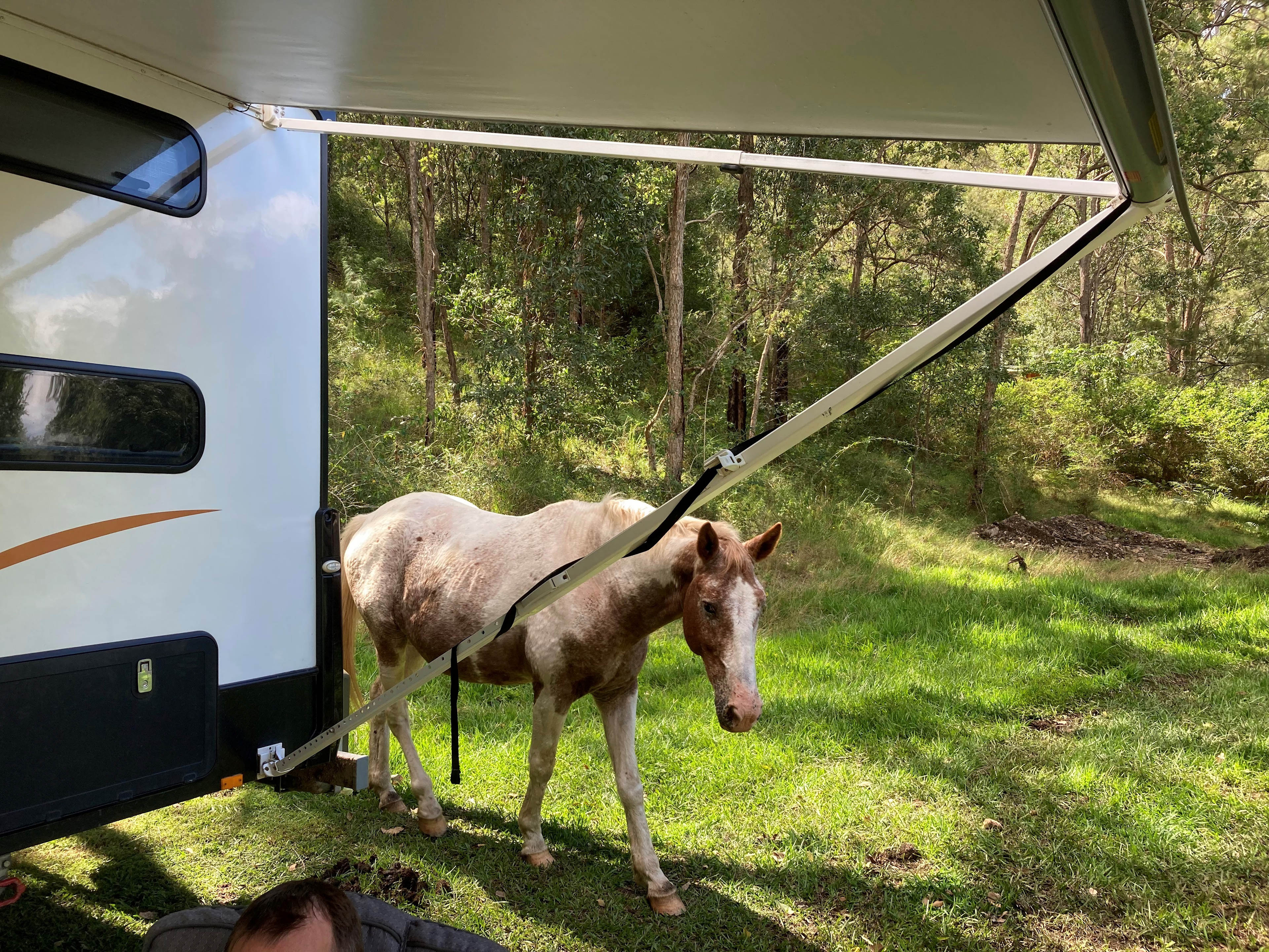 you might get an inquisitive visitor...