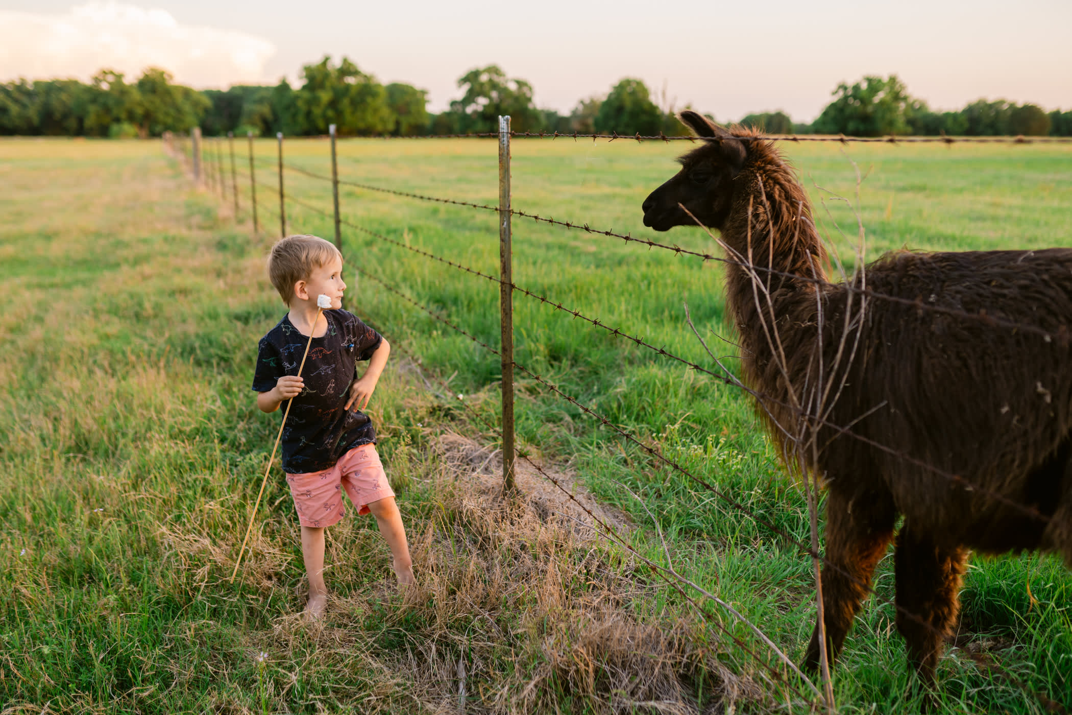 Talking to llamas about the beauty of smores.