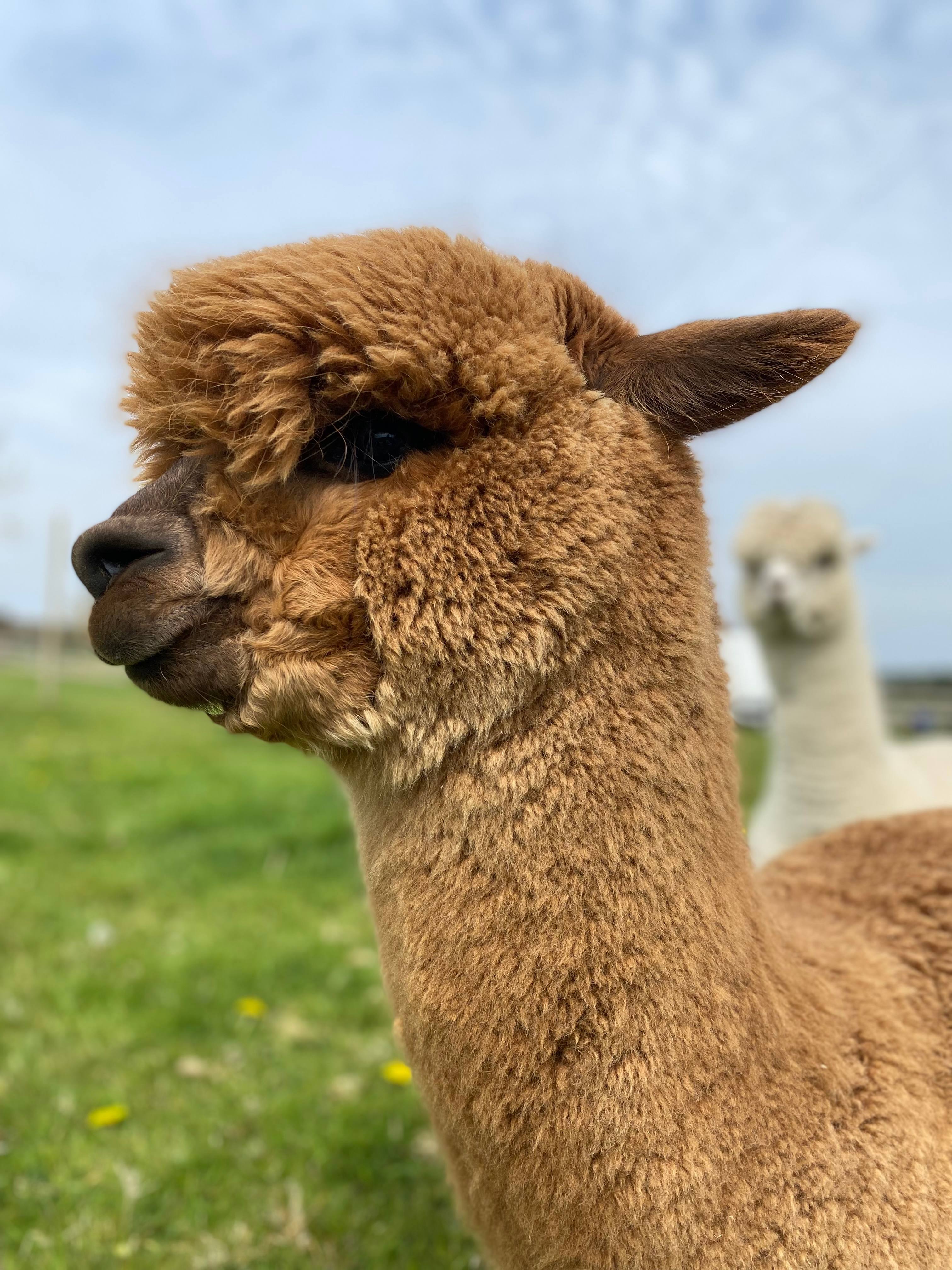 Gatcombe Park Farm Glamping