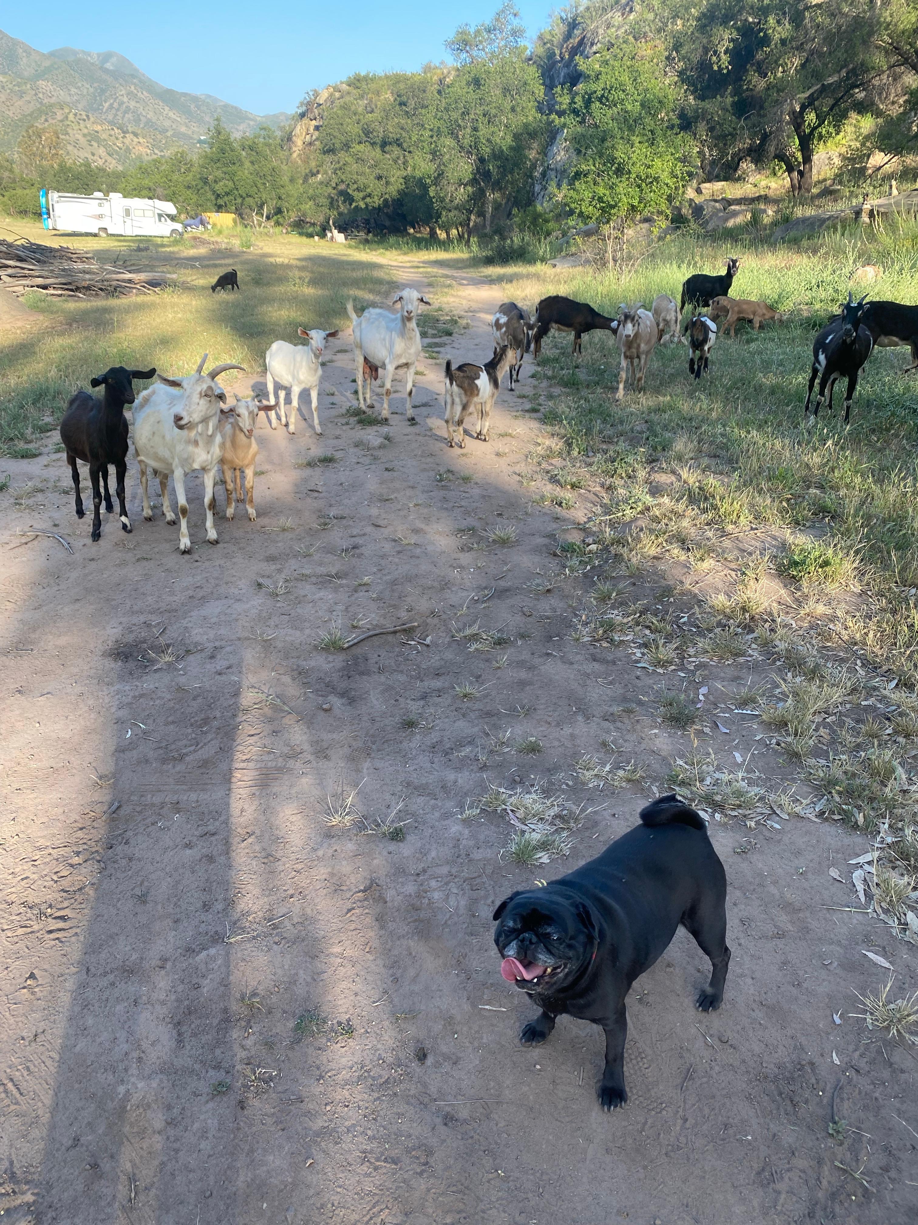Los Encinos Ranch in Ojai CA