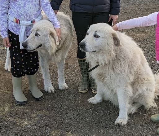 Checkers and BooBoo- Maremma Sheepdogs