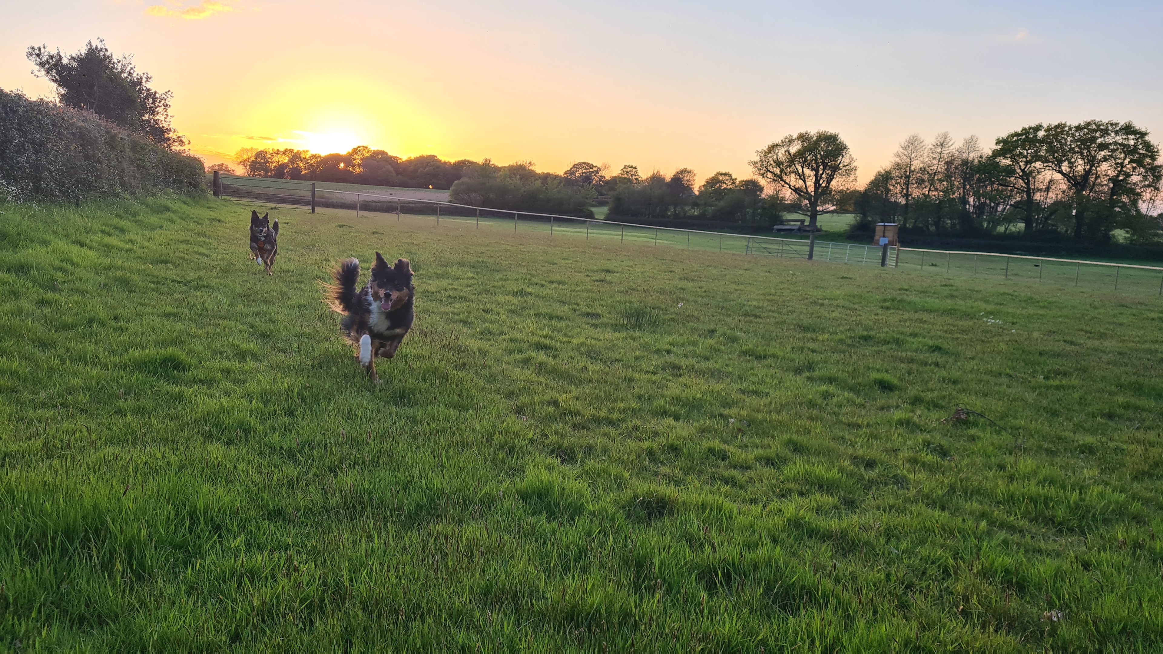 Dog off lead area for zoomies and sniffs - we are a dog friendly si