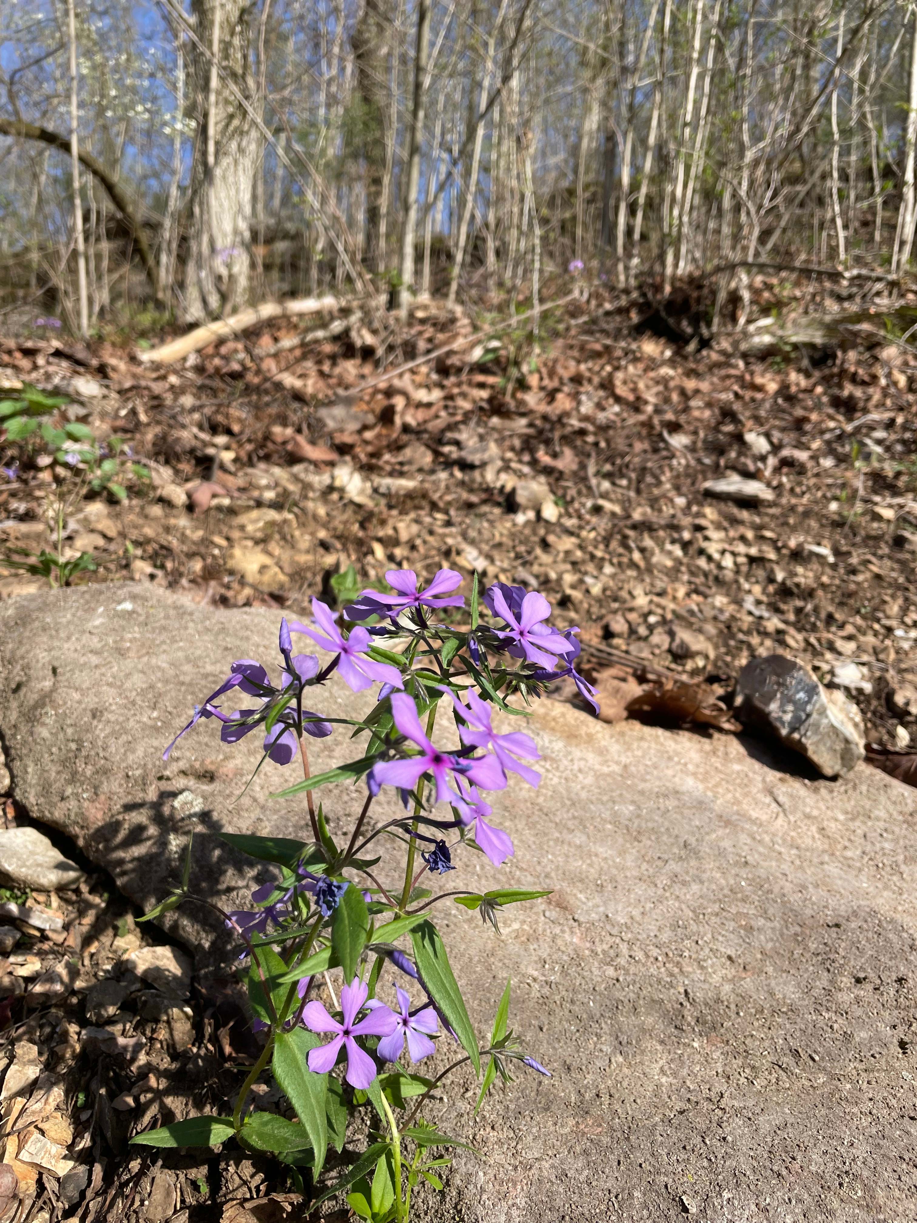 Happy Hippy Acres Wooded Wonderland