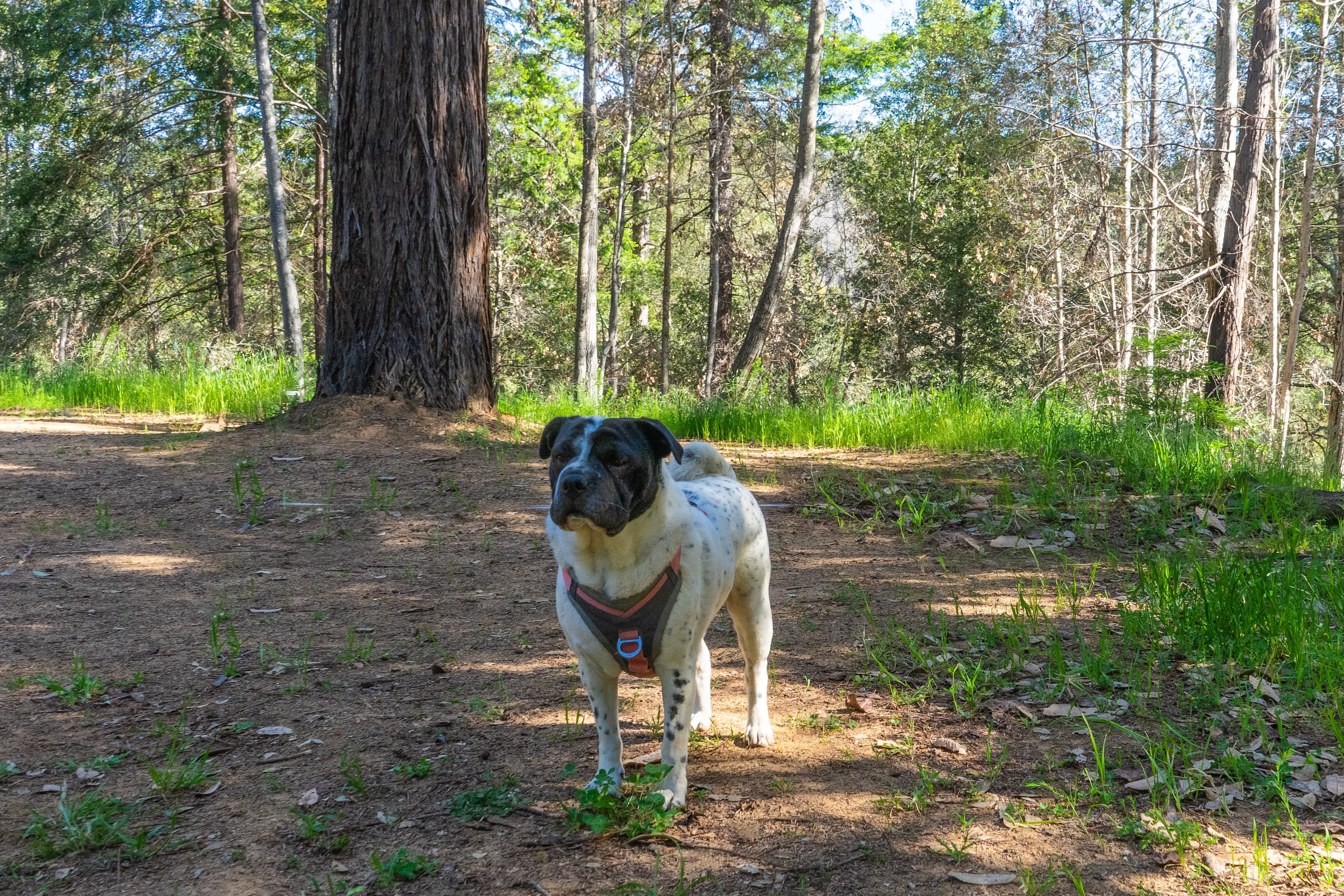 BANKS RANCH IN THE REDWOODS
