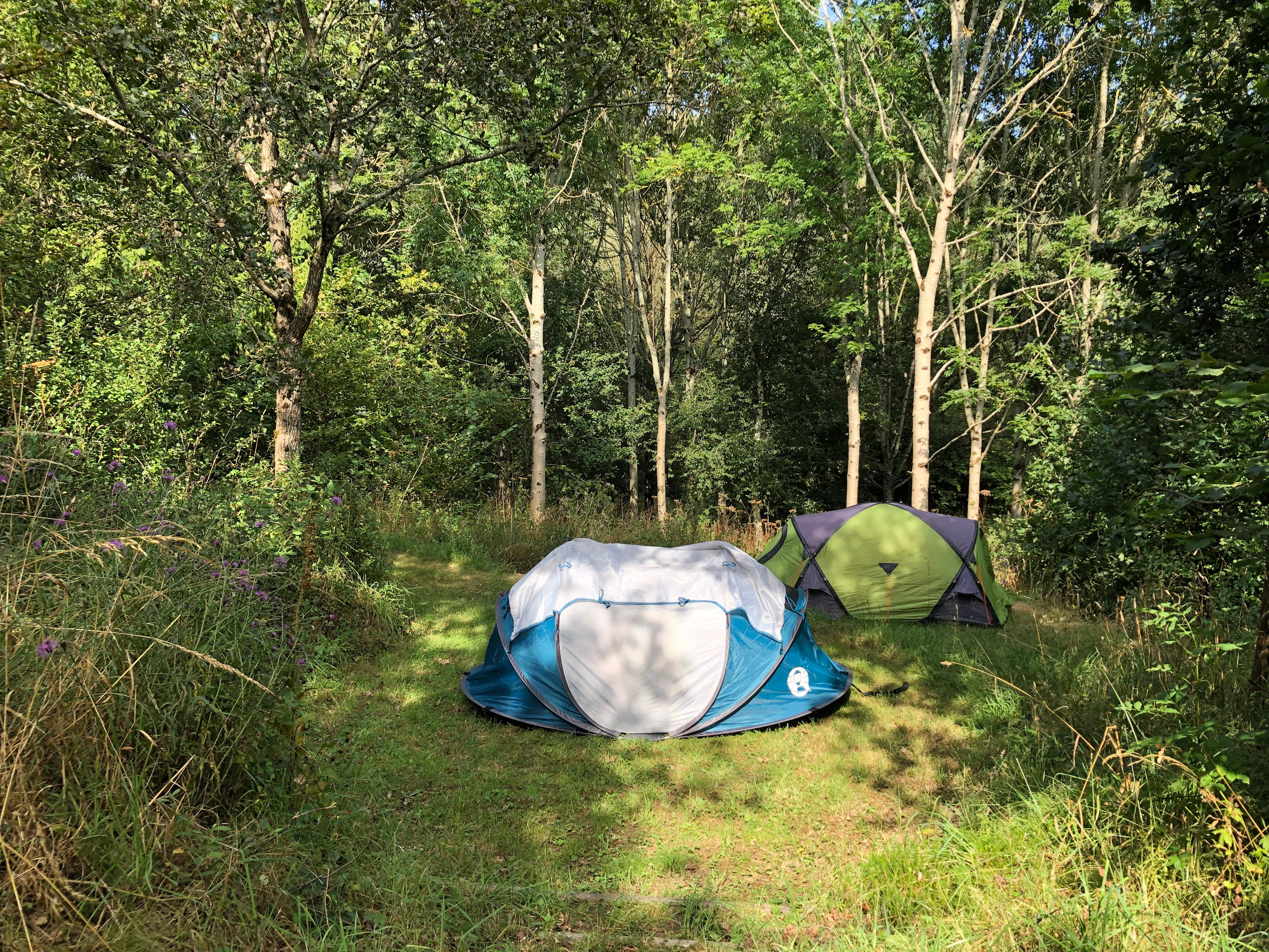 Little Harford Lower Woodland