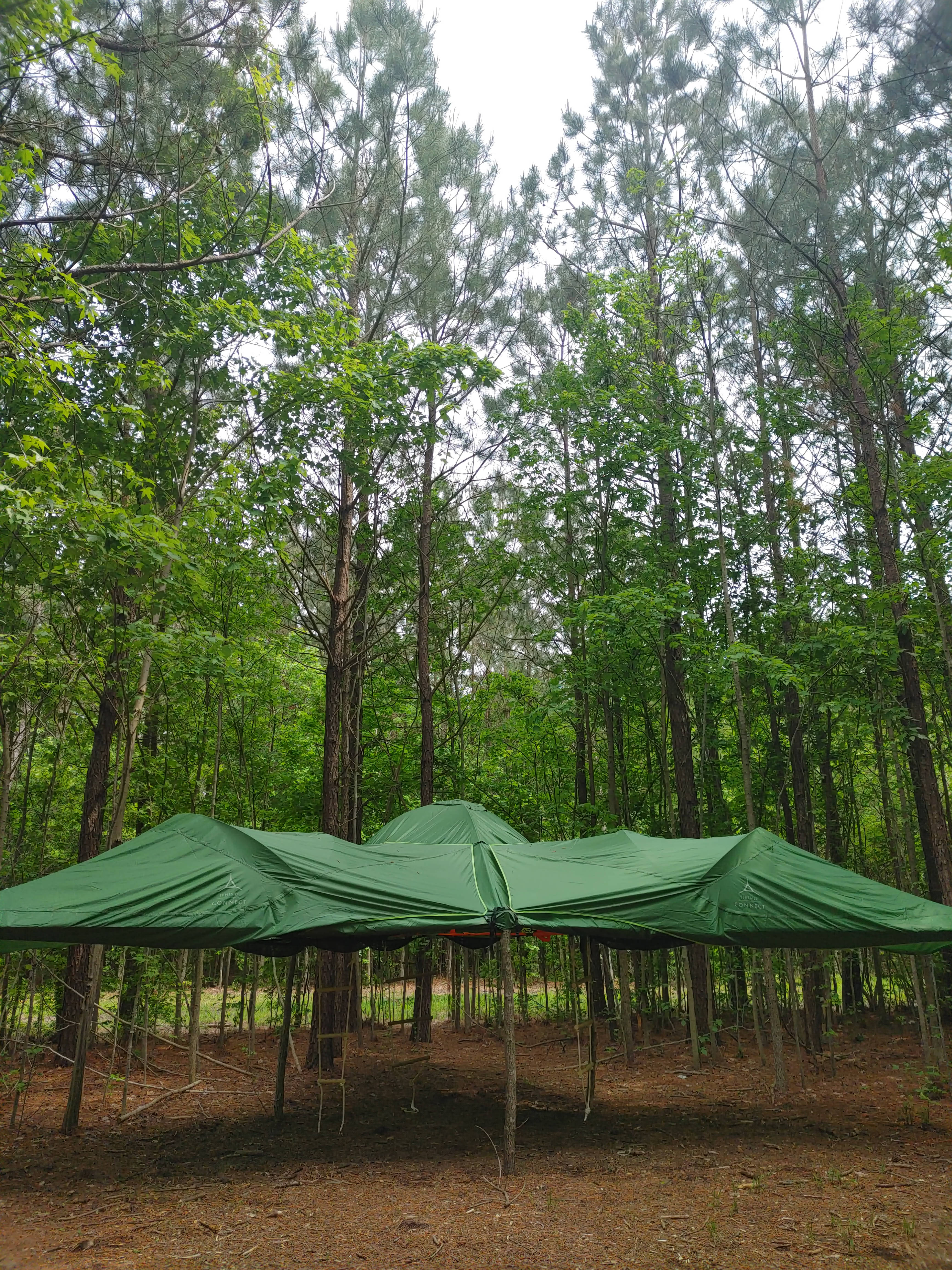 The Guinea Farm, Field, and Forest