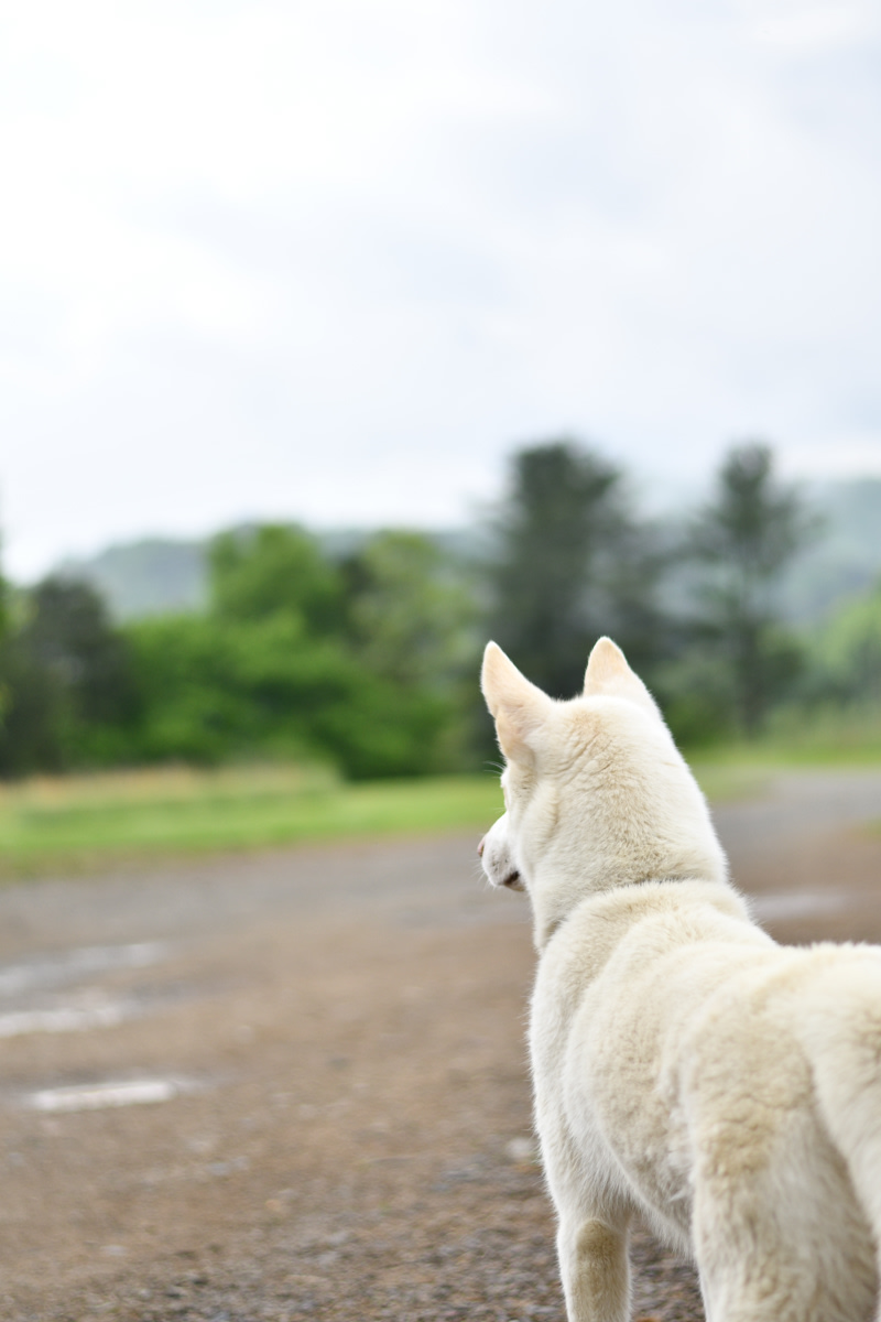 Paint Rock Farm Glamping