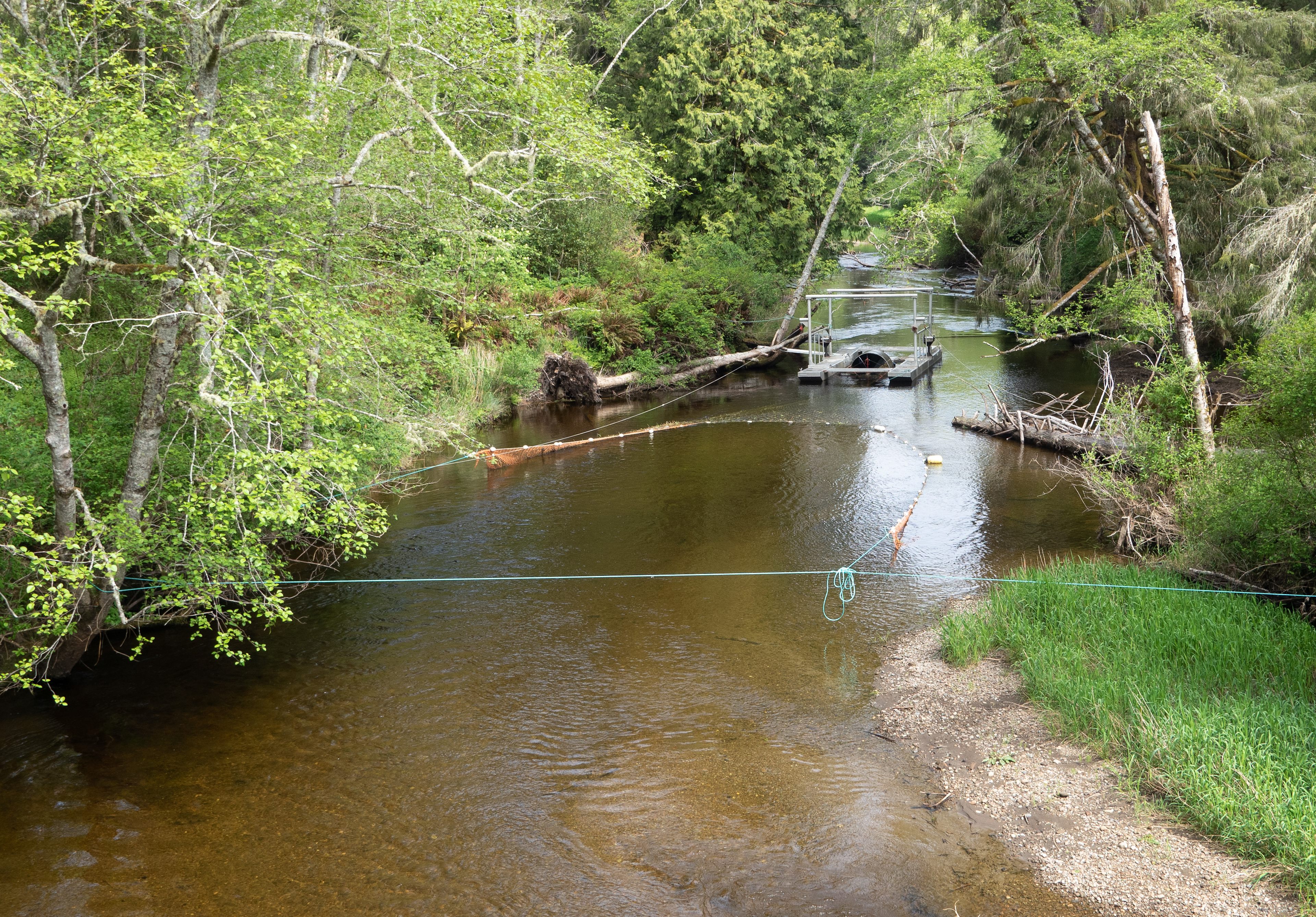 Ozette River by the camp