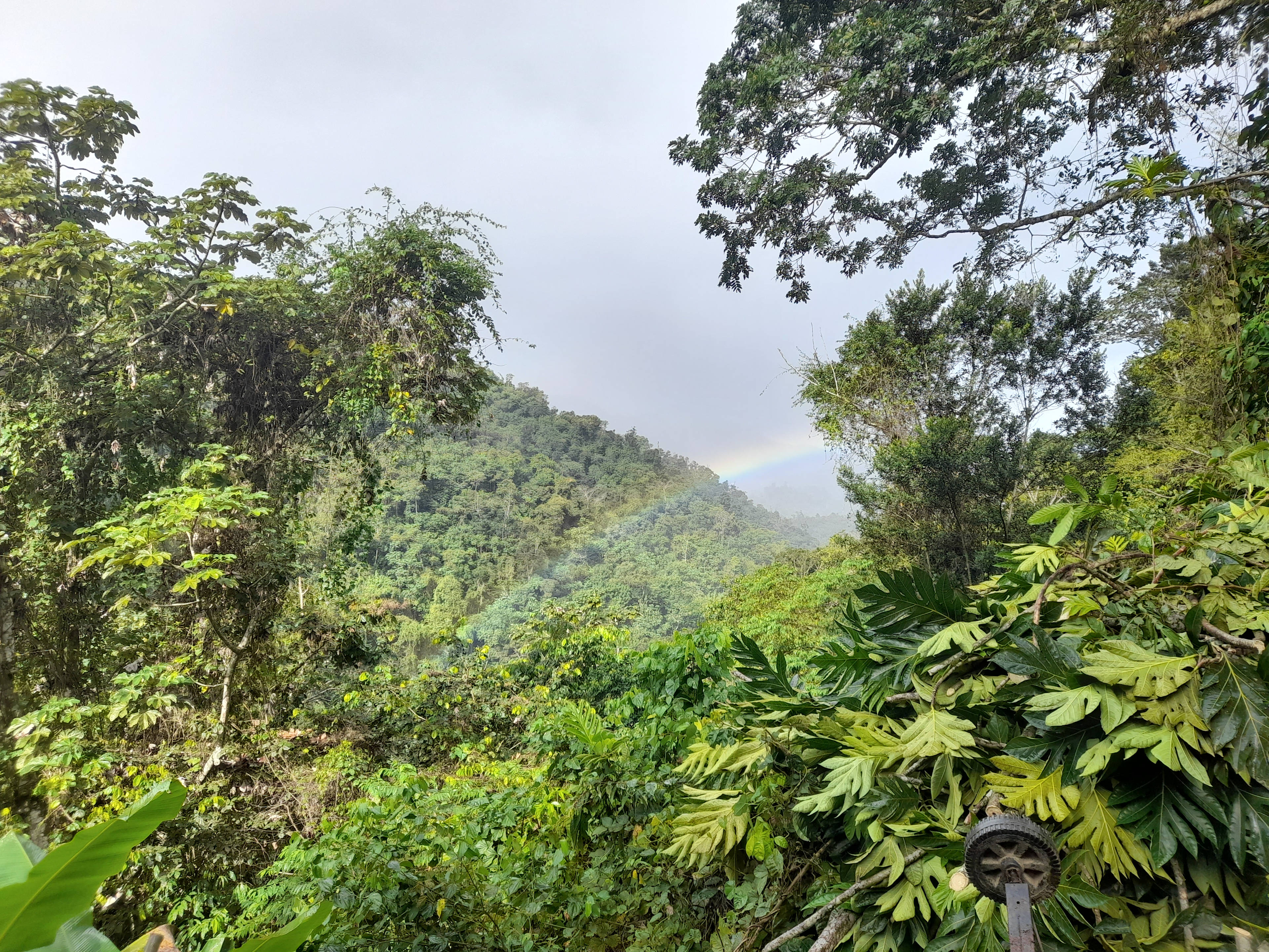 Finca Remedio Permaculture Farm