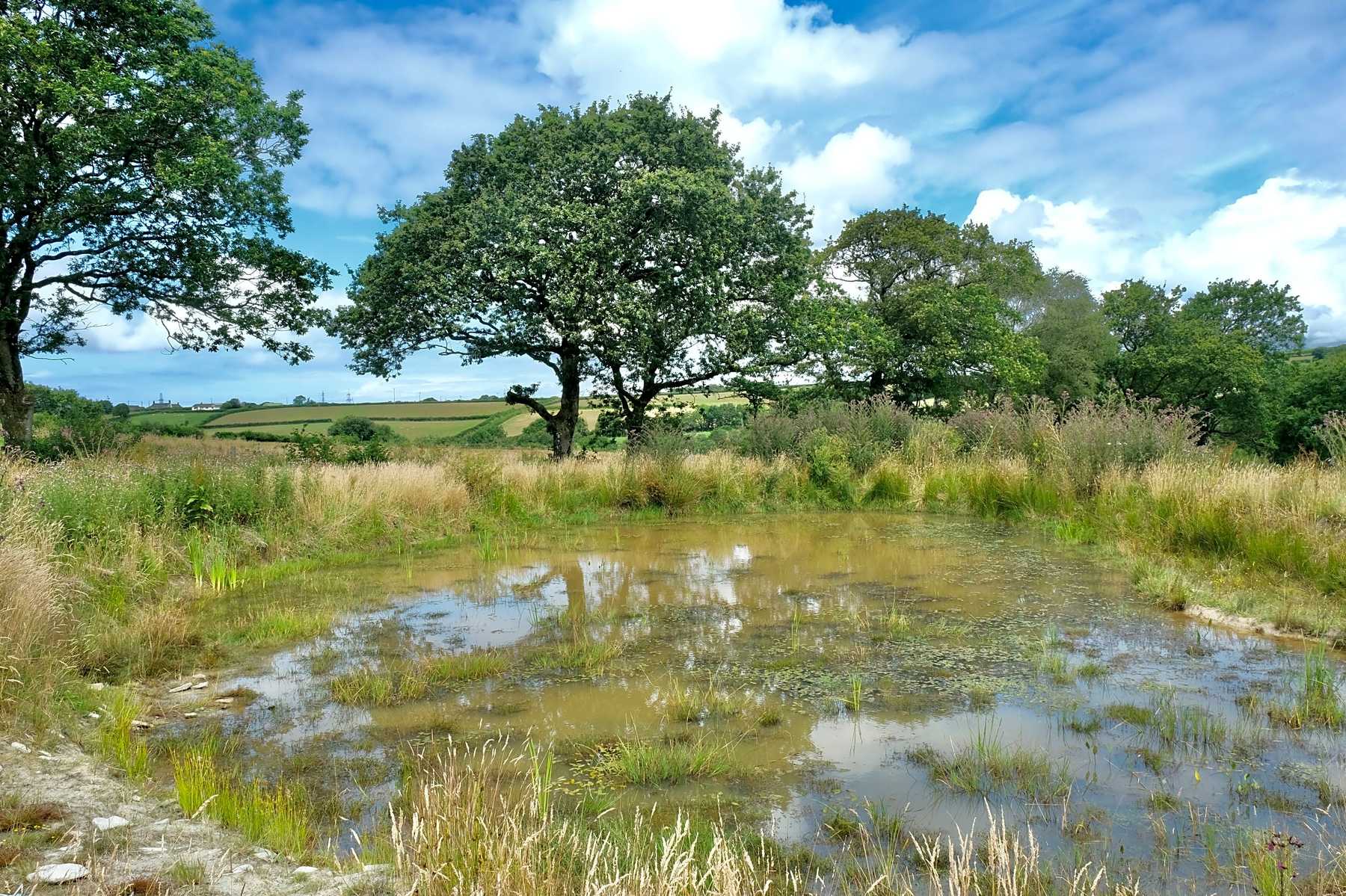 Milkmaid Meadow Campsite