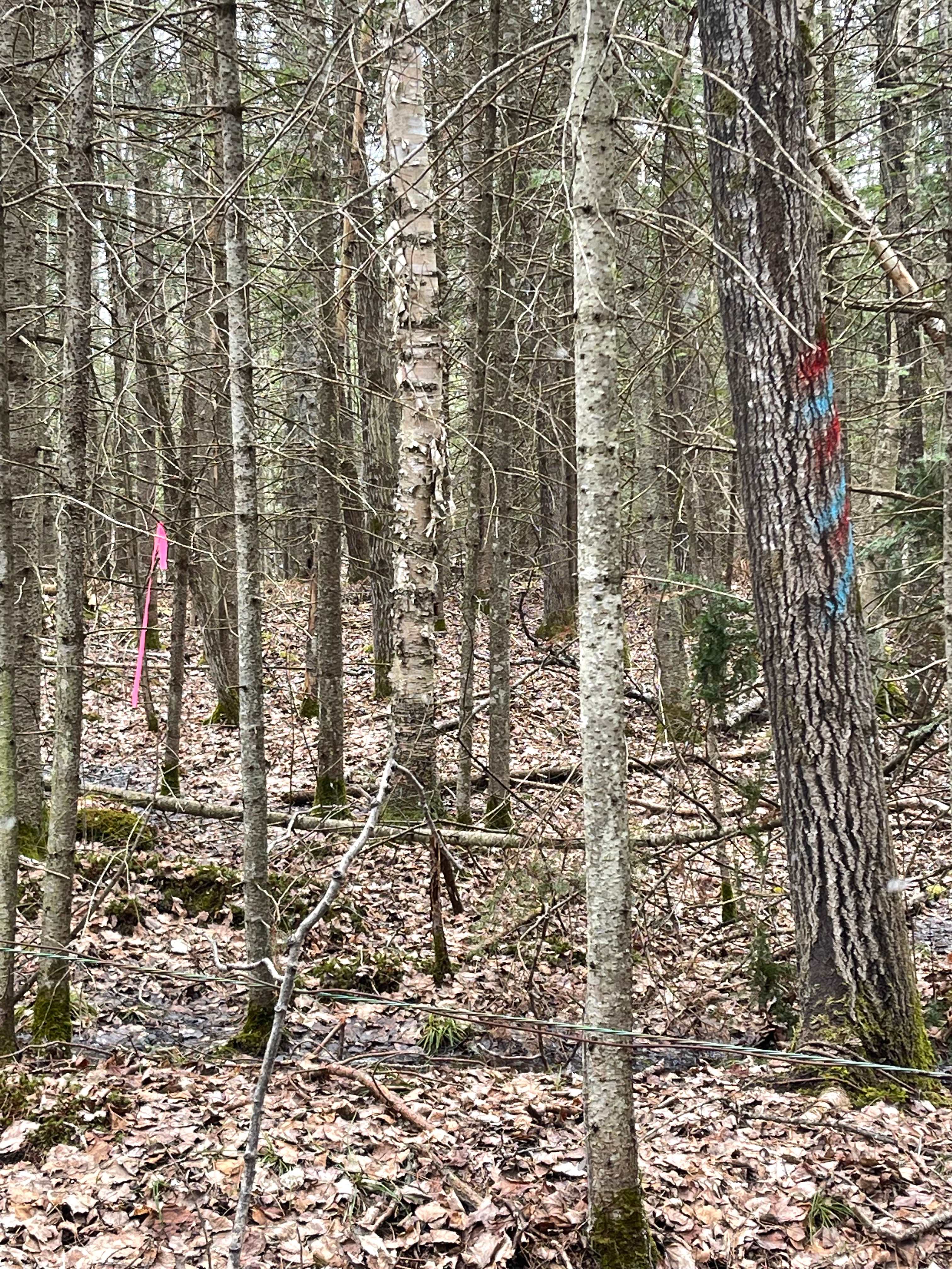 In The Woods With No One Around.