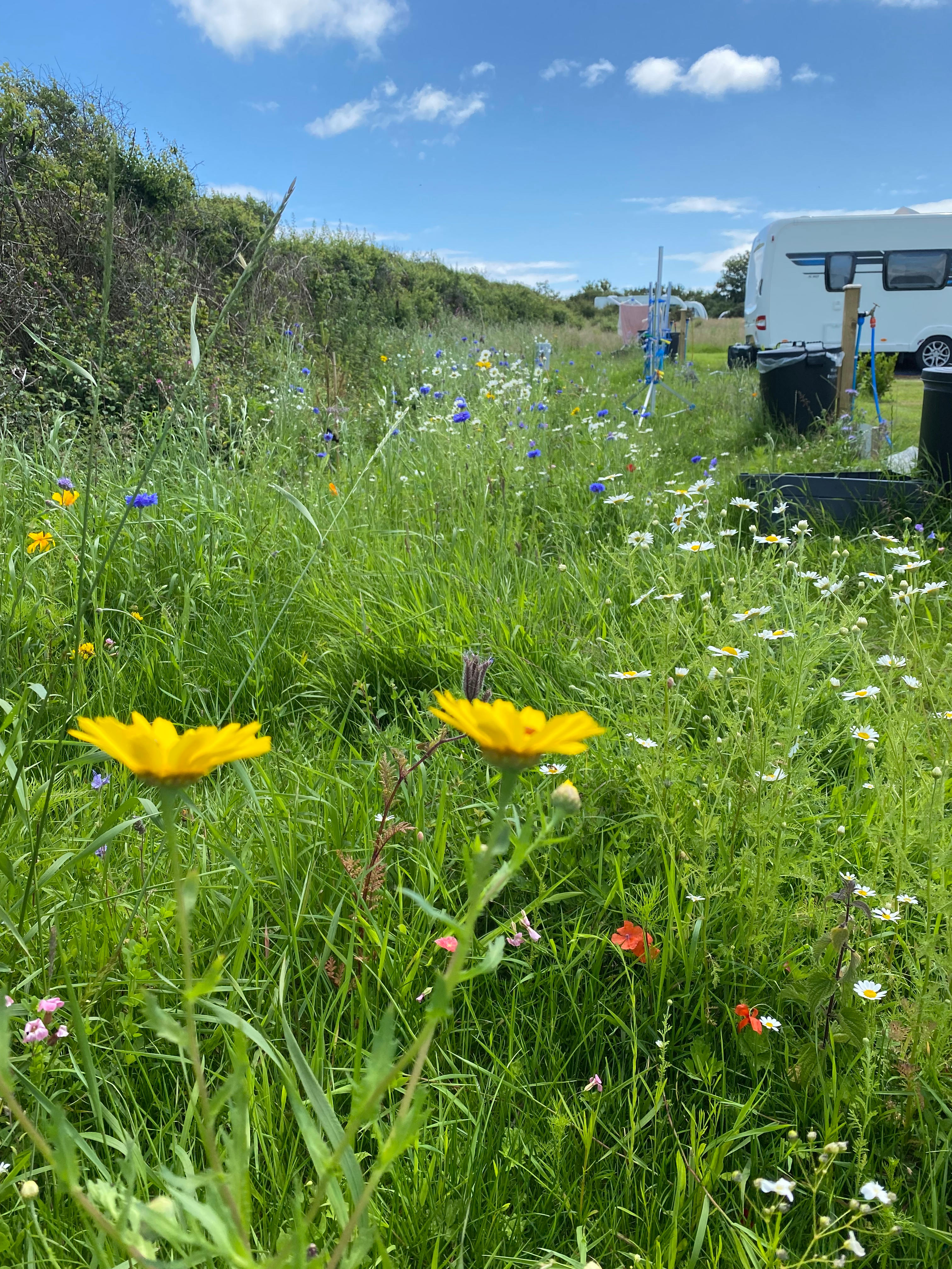 Higher Bochym Campsite