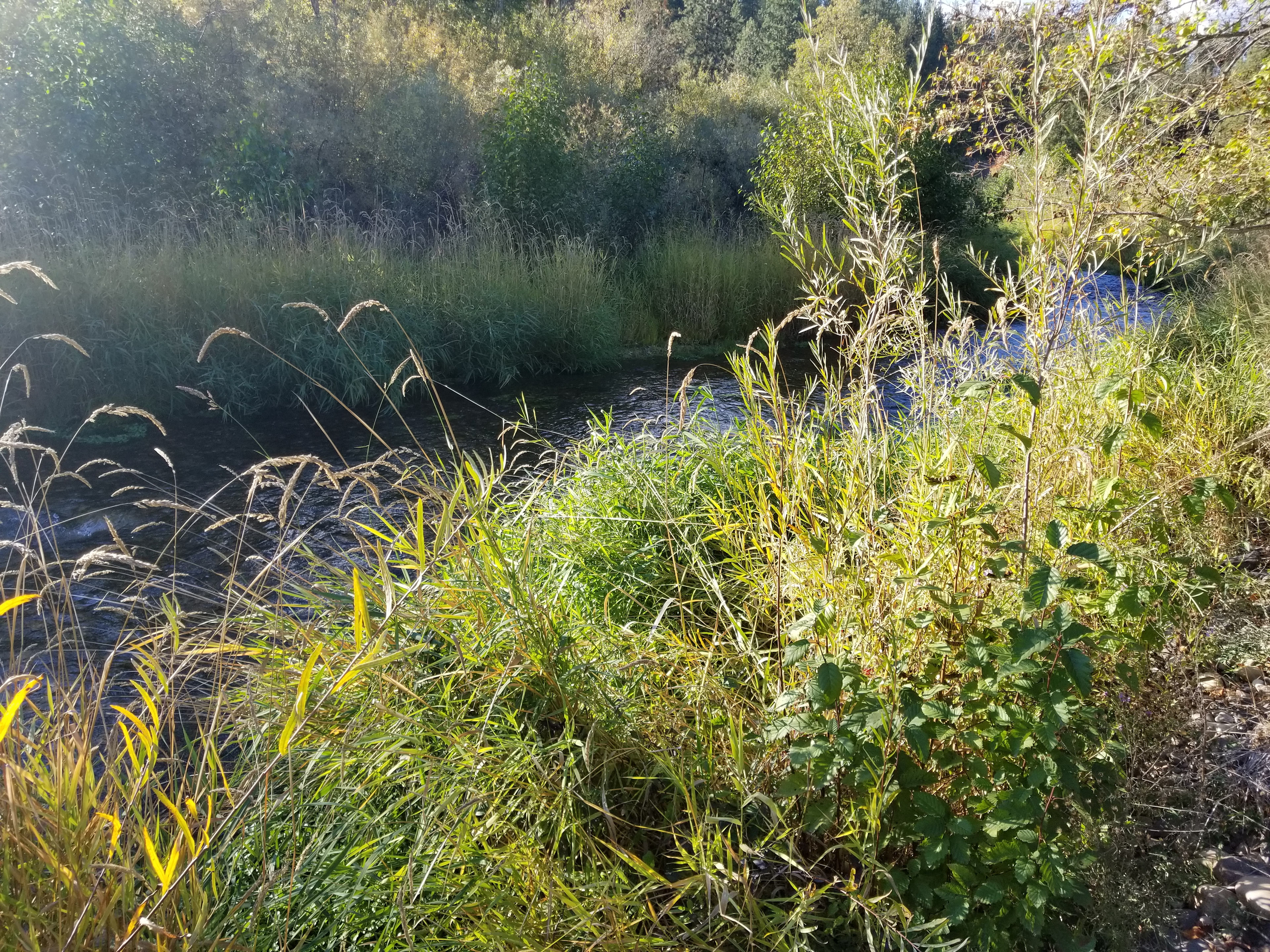 Creekside Camping 509