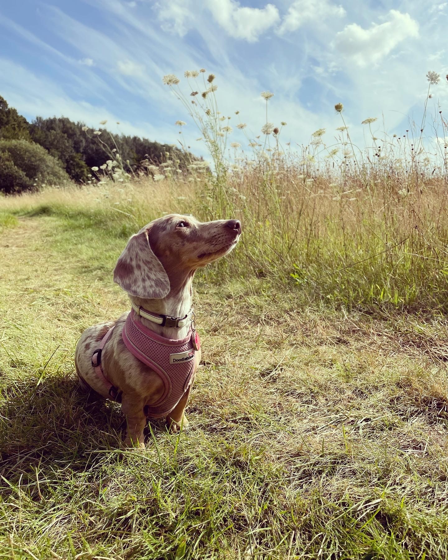 Stone Pit Meadows