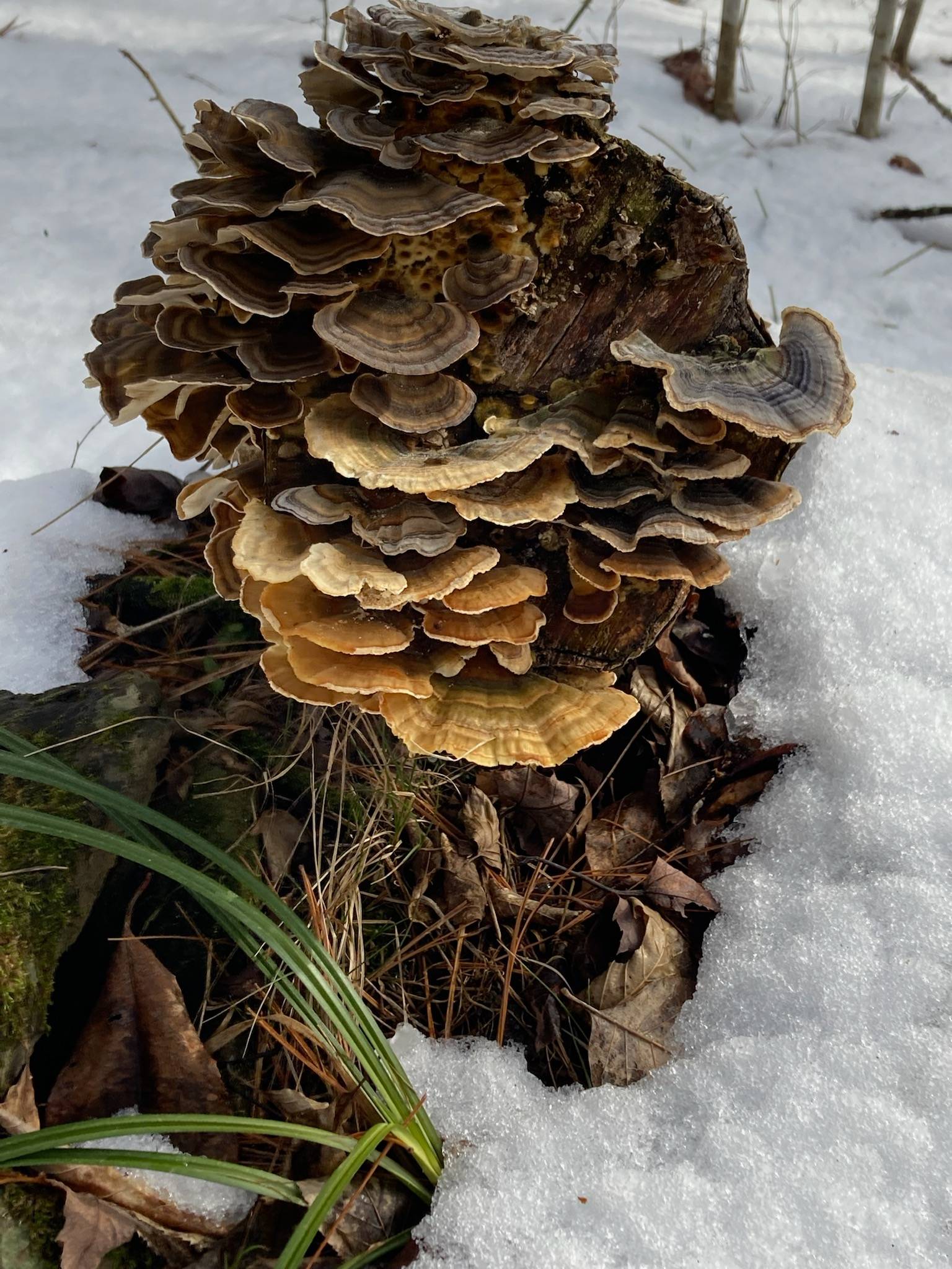 Some interesting finds in the woods.