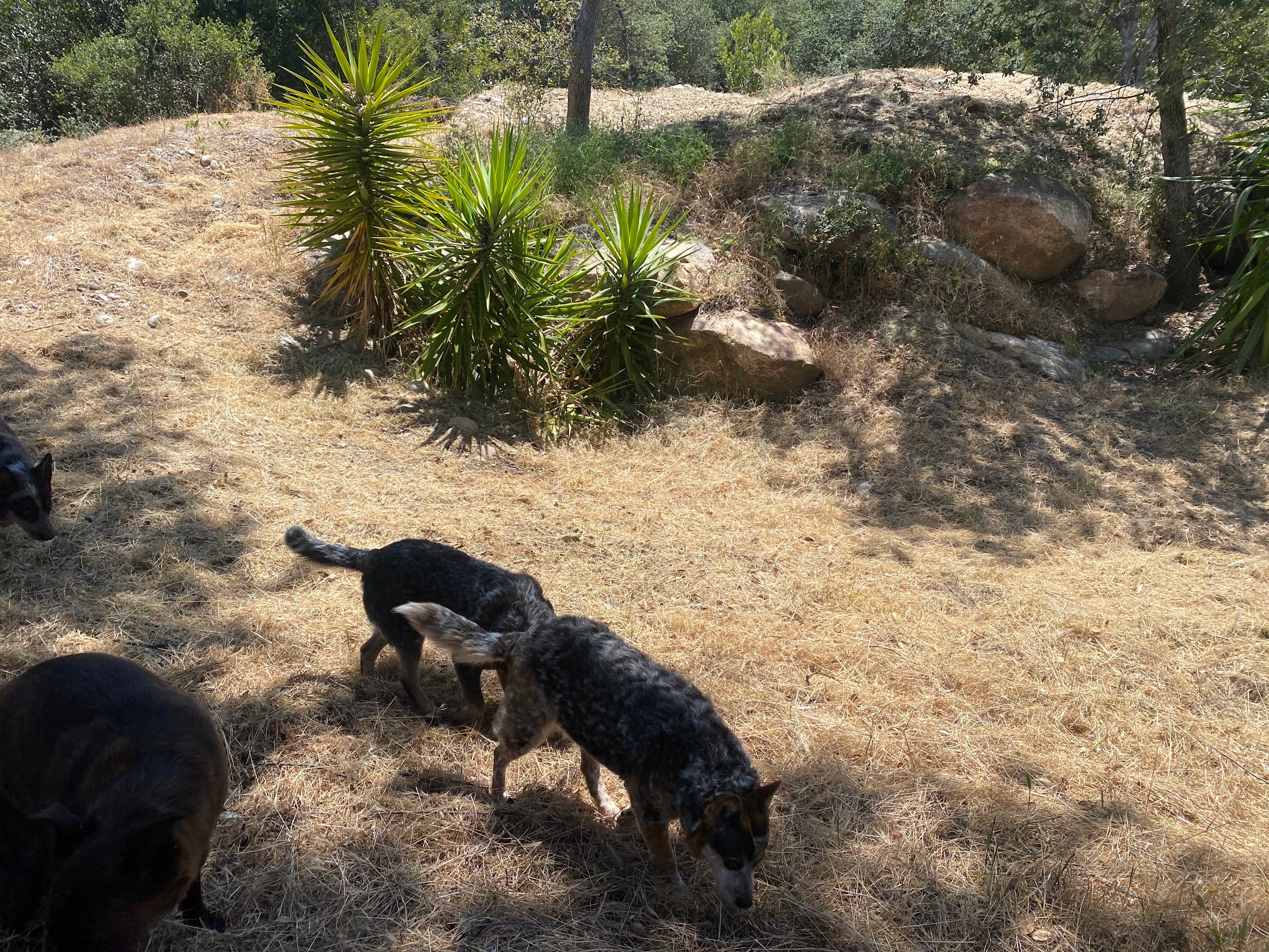 Old well ranch