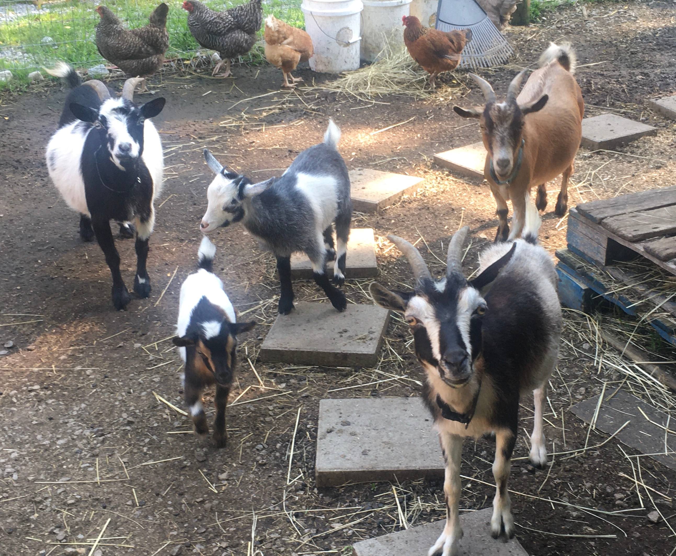 Goat Farm Hide-Away CVNP