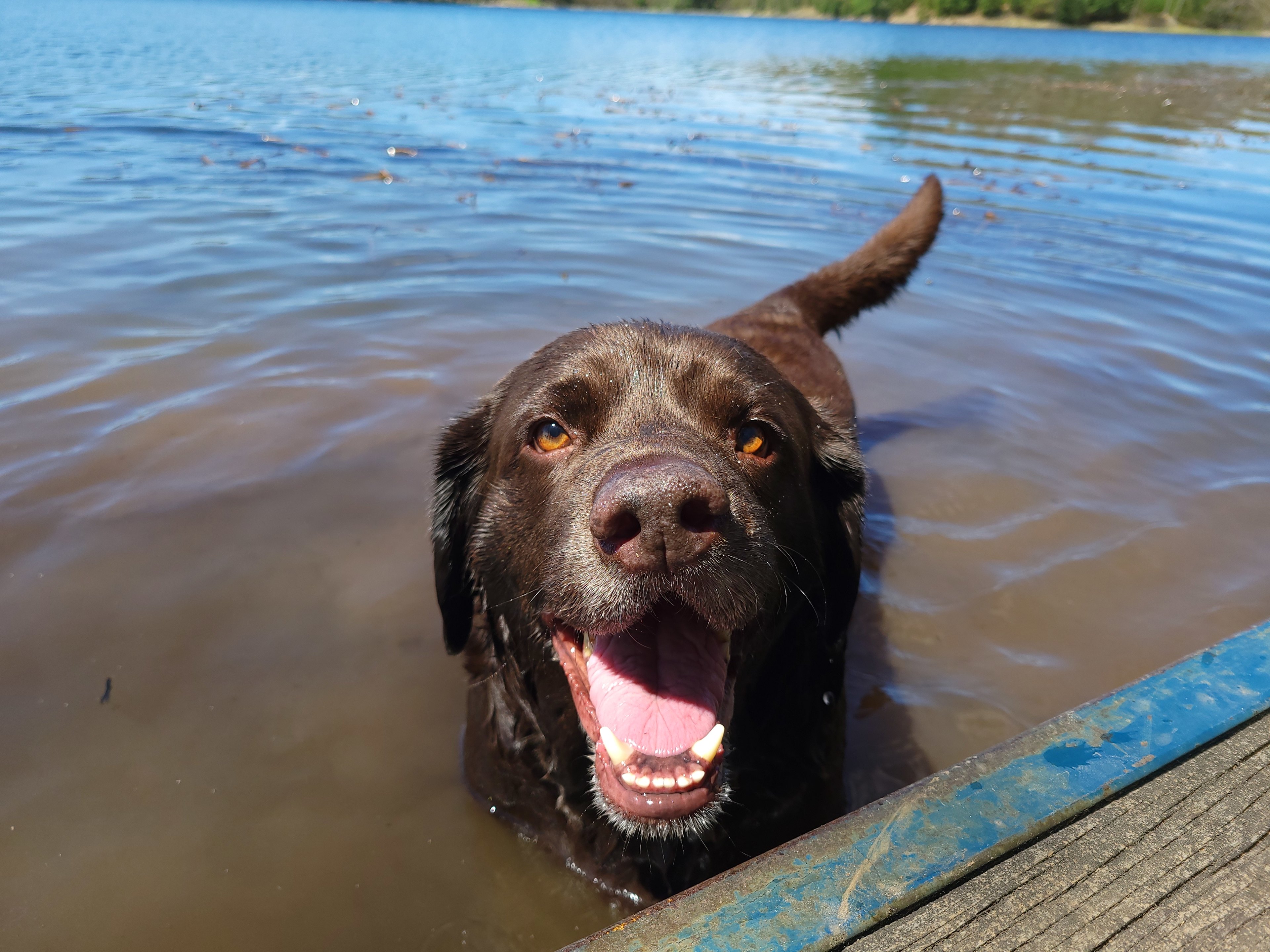 Happy chocolate lab, Duck. 