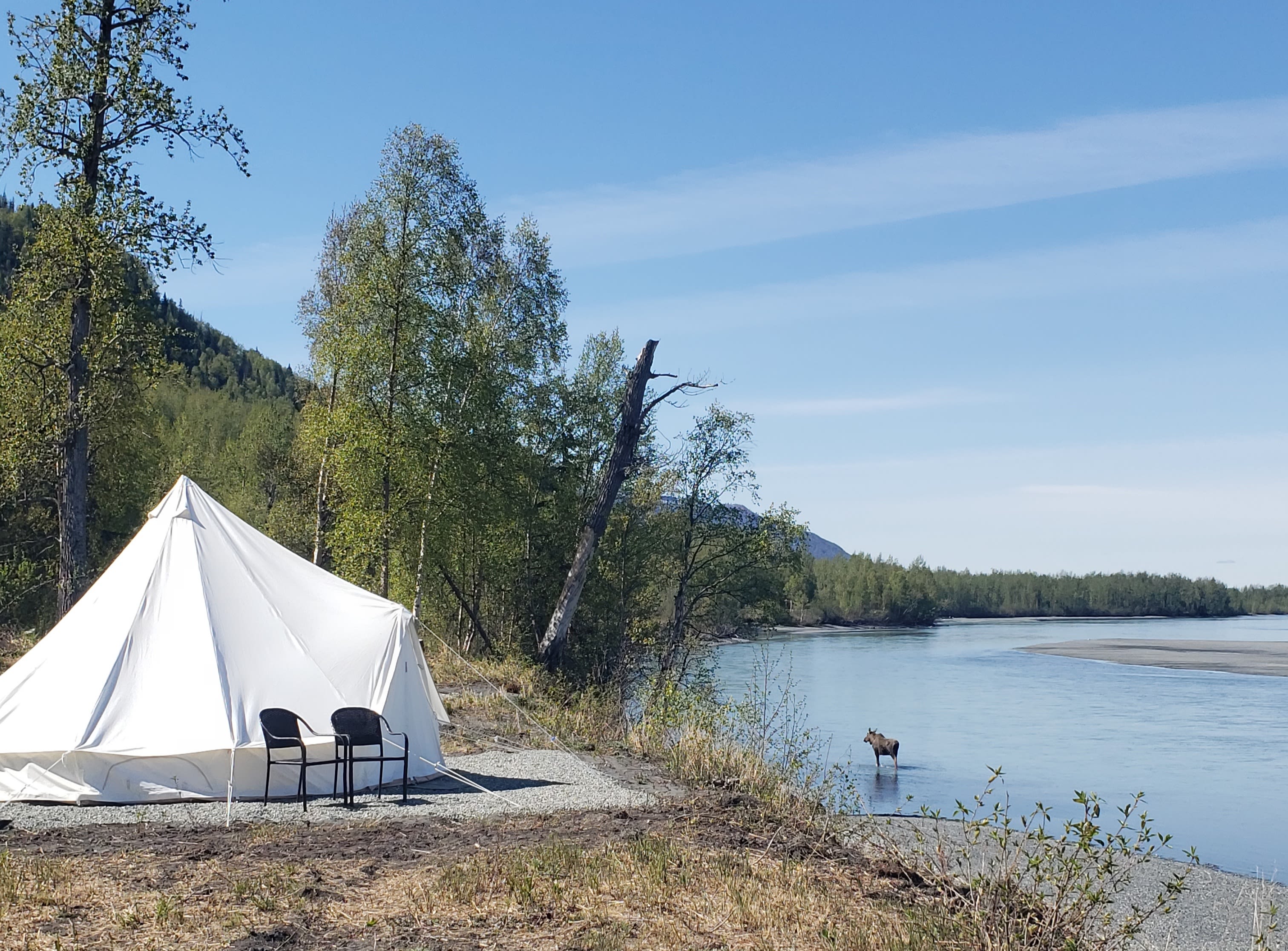 Every once in a while, we see a moose!