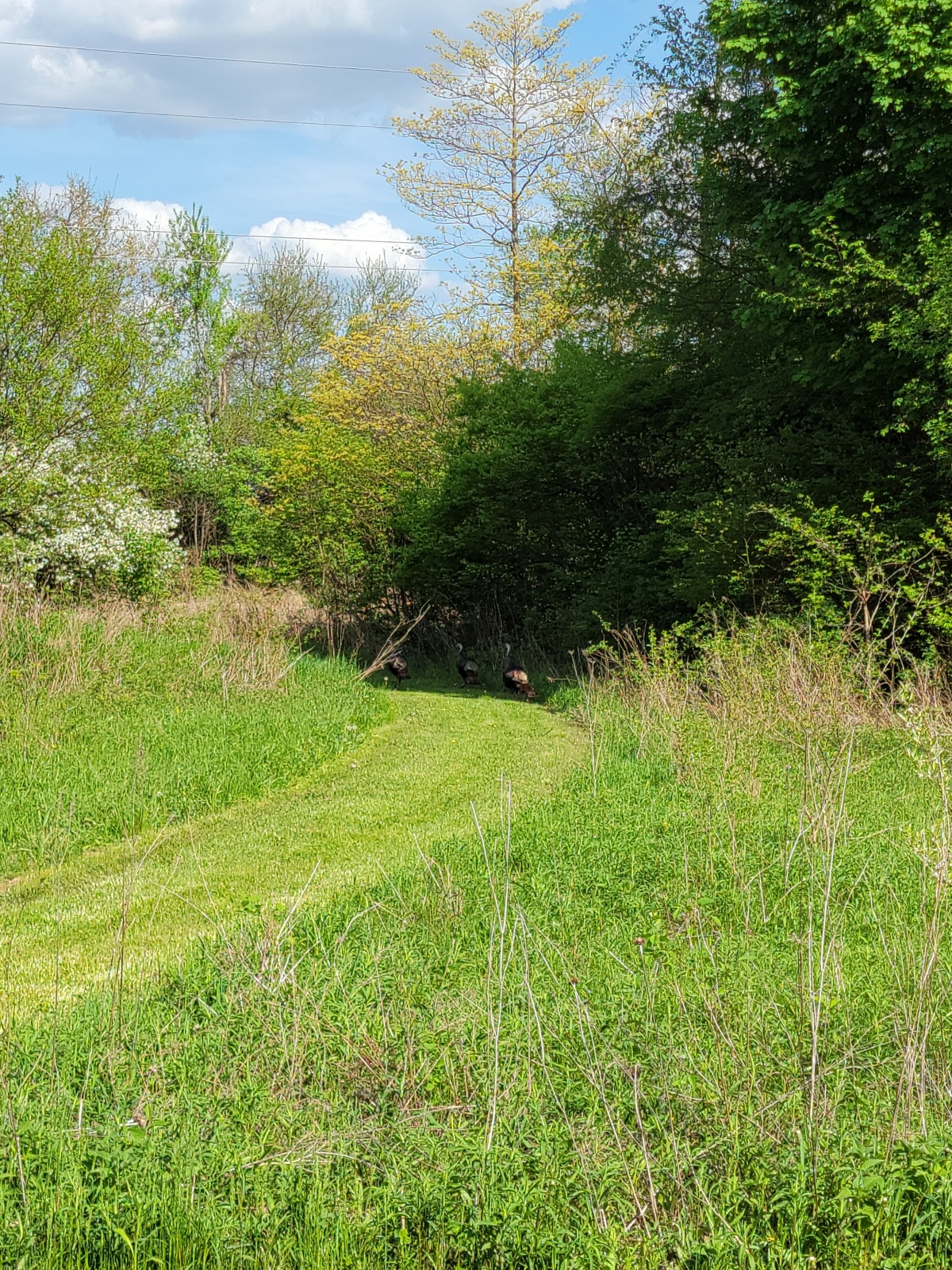 Wild turkeys!