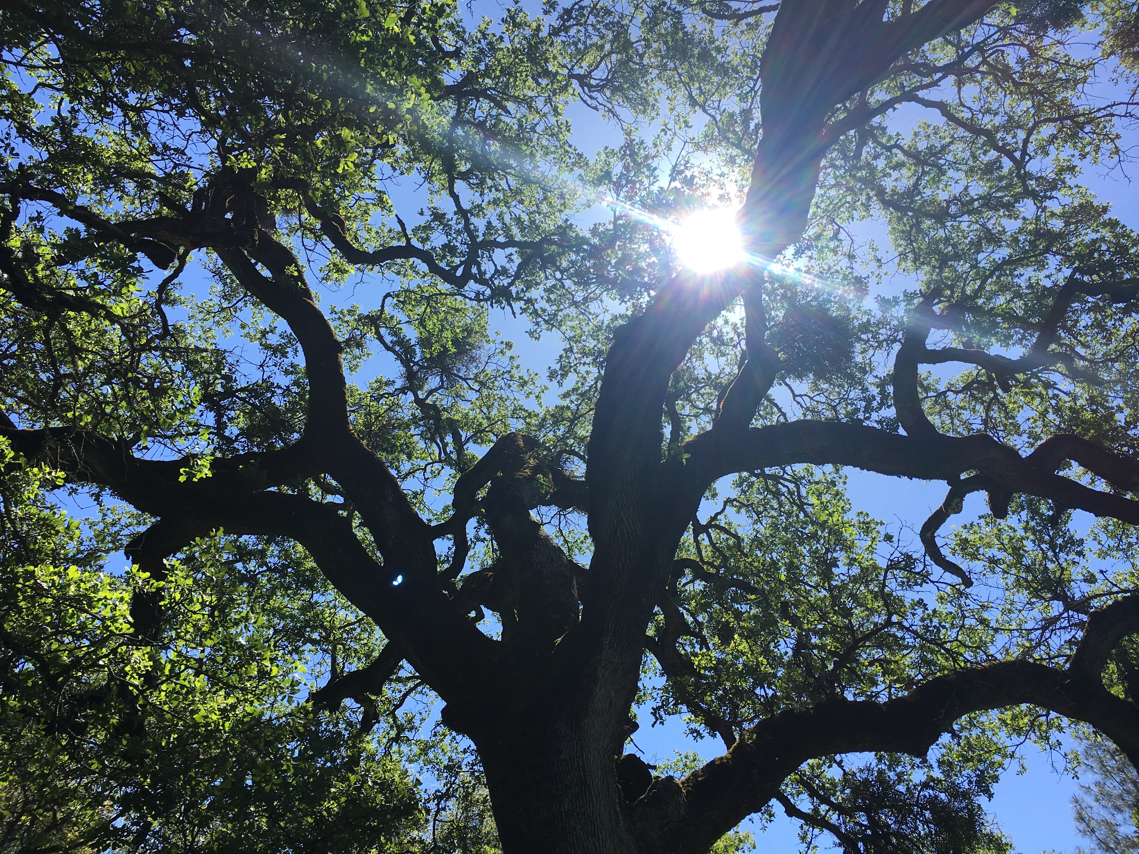 Huge Heritage Black Oak