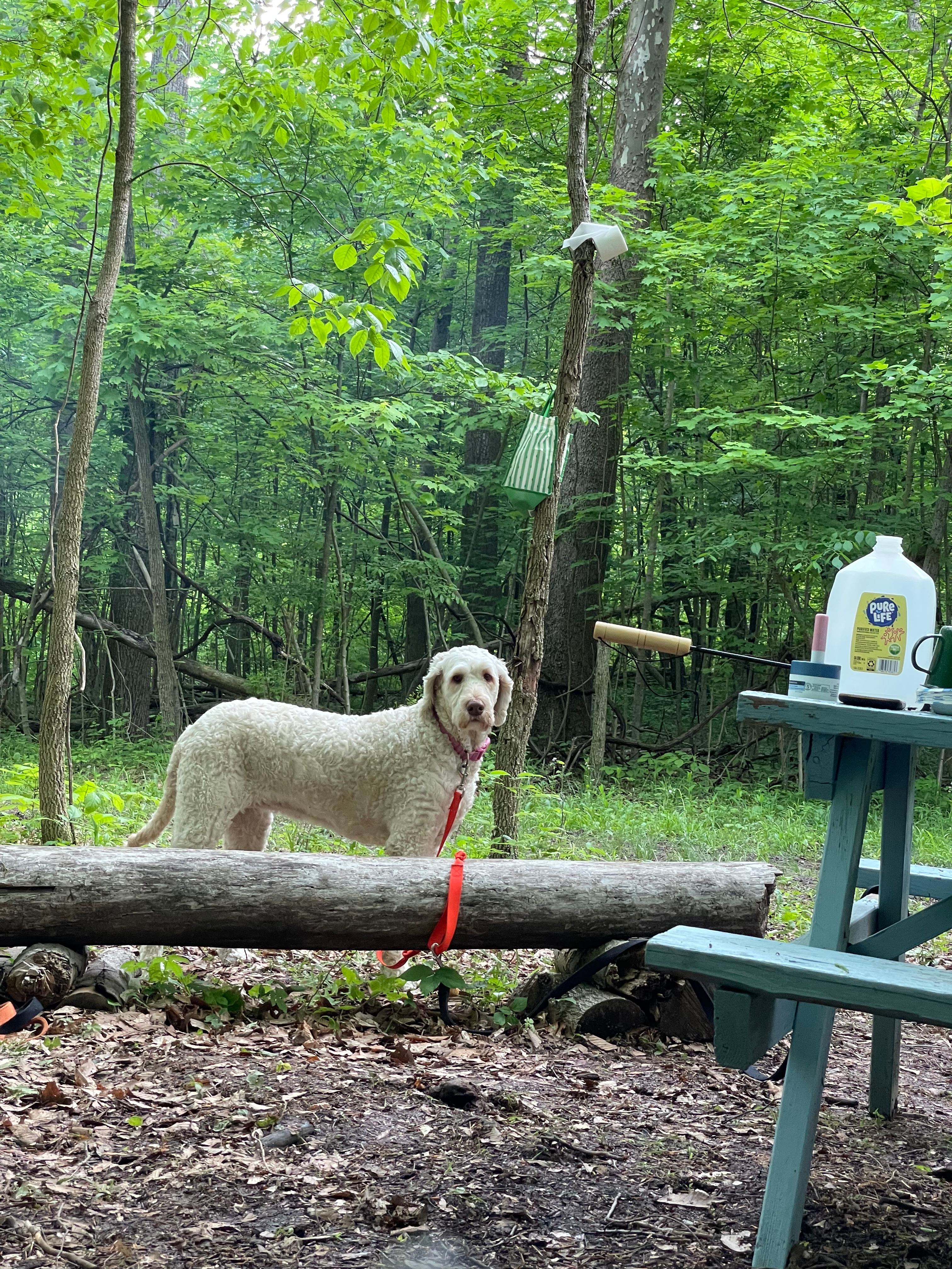 Liberty Highland Farm