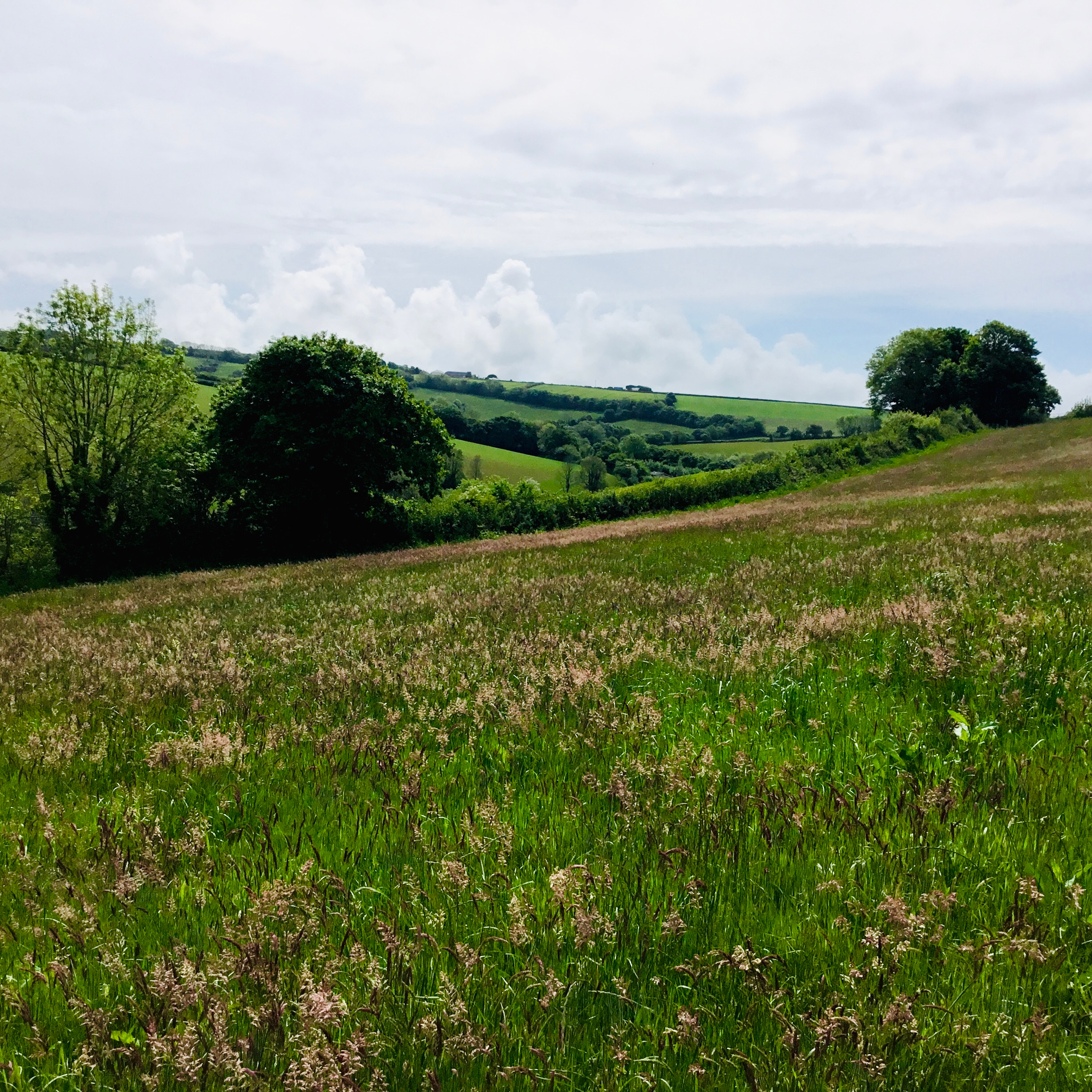 Just love the field when the grasses turn purple